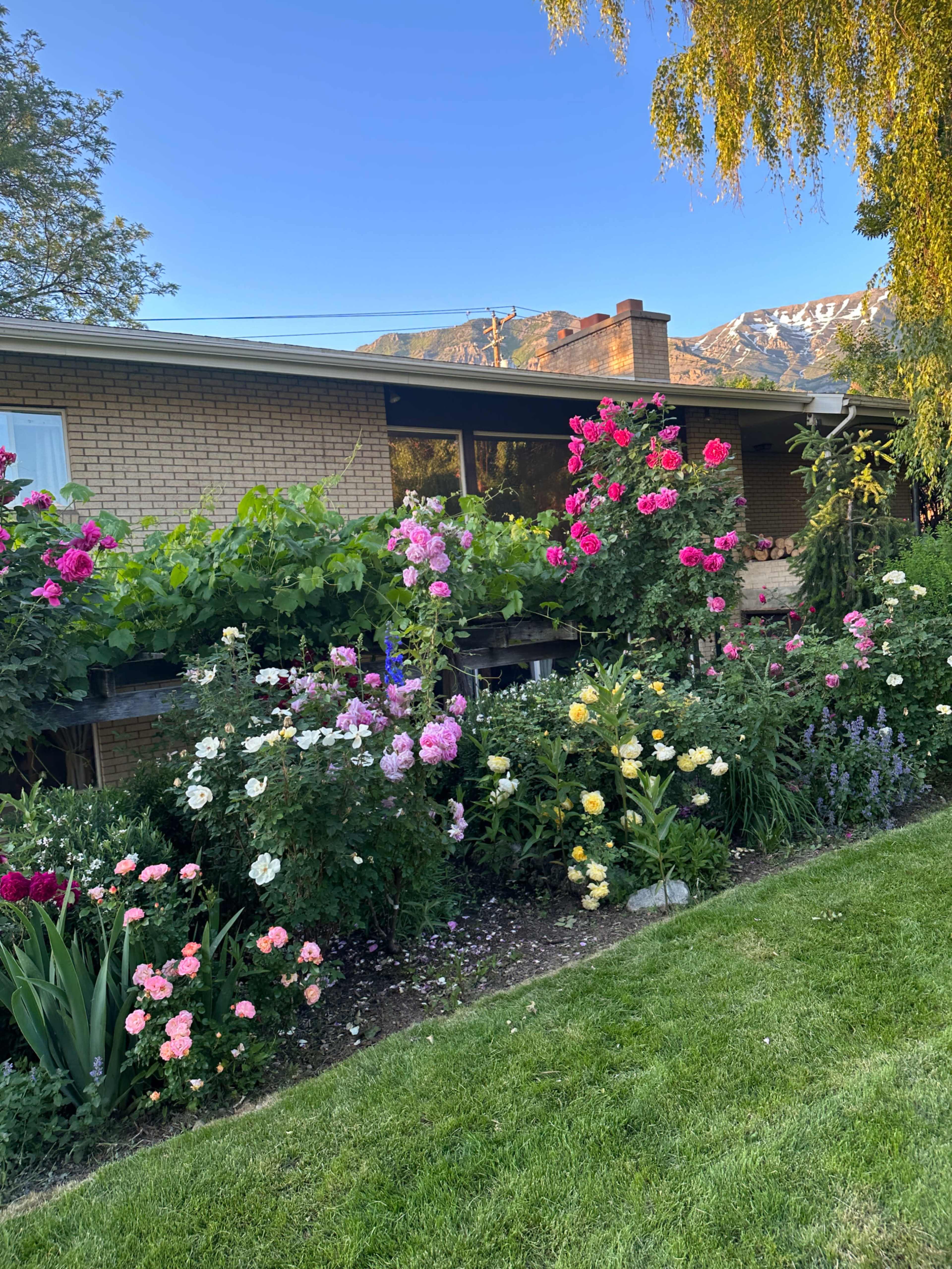 A colorful flower garden with a variety of blooming roses and other plants is situated in front of a brick house against a backdrop of mountains.