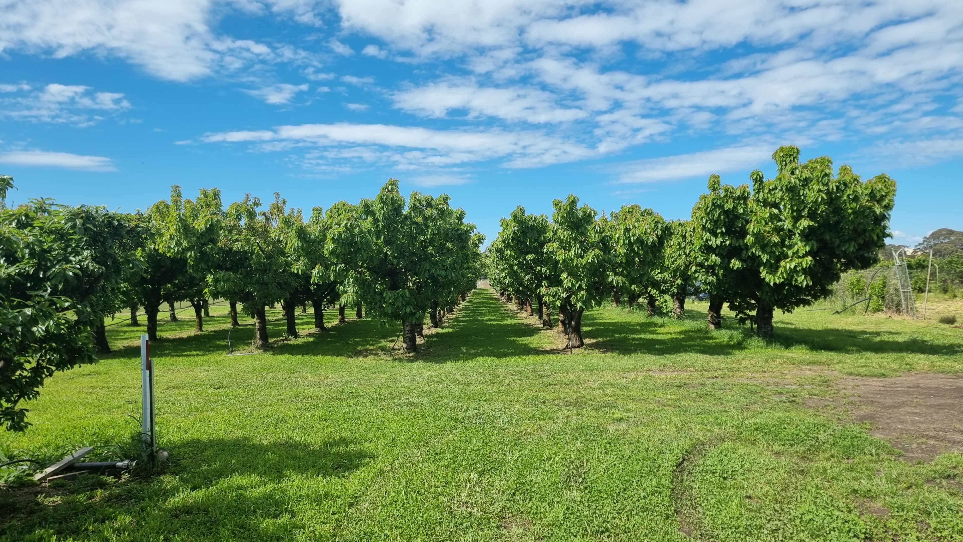 A row of fruit trees planted in neat lines on a grassy field under a blue sky with scattered clouds.