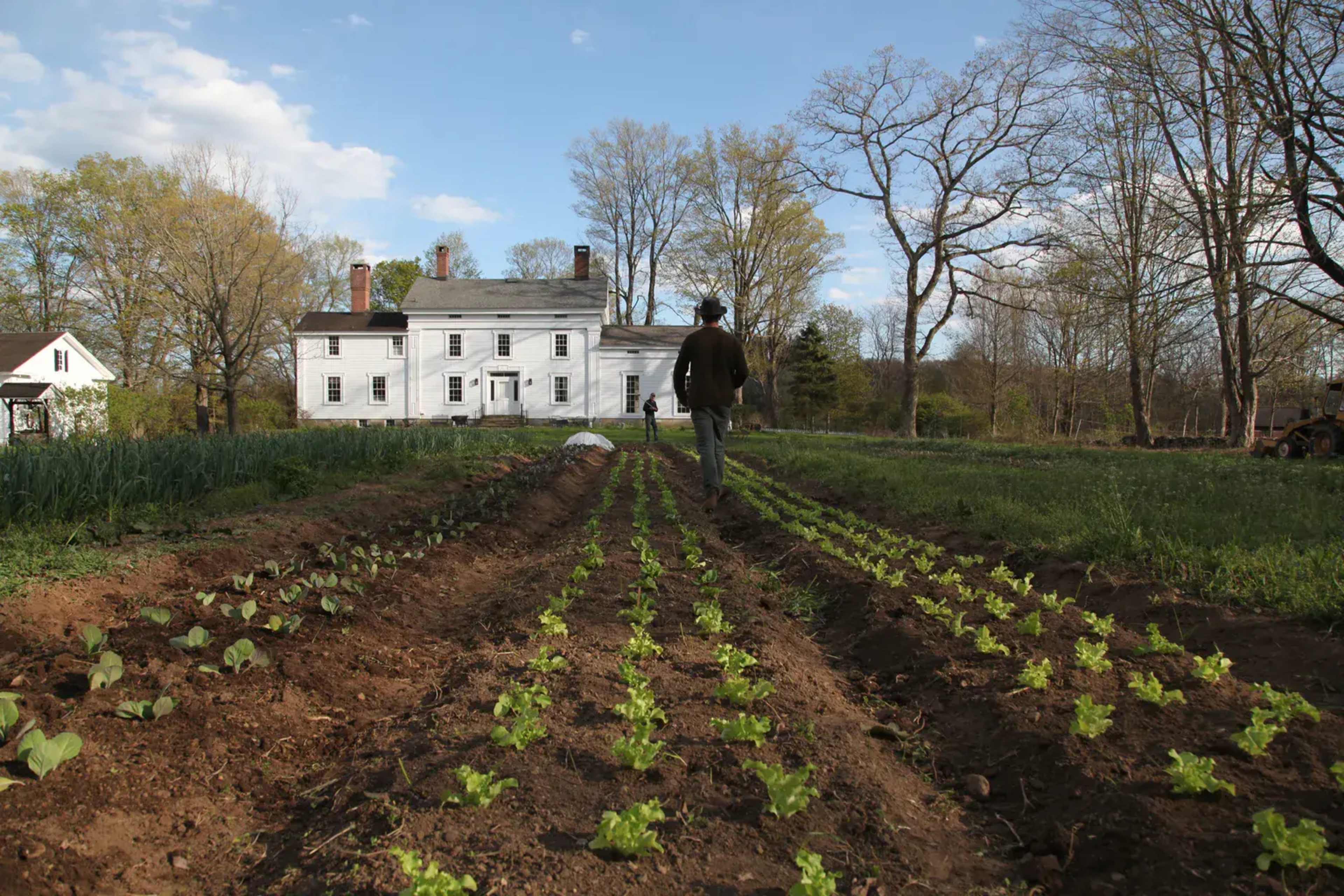 A person walks through rows of young lettuce plants in a garden, with a white house and trees in the background.