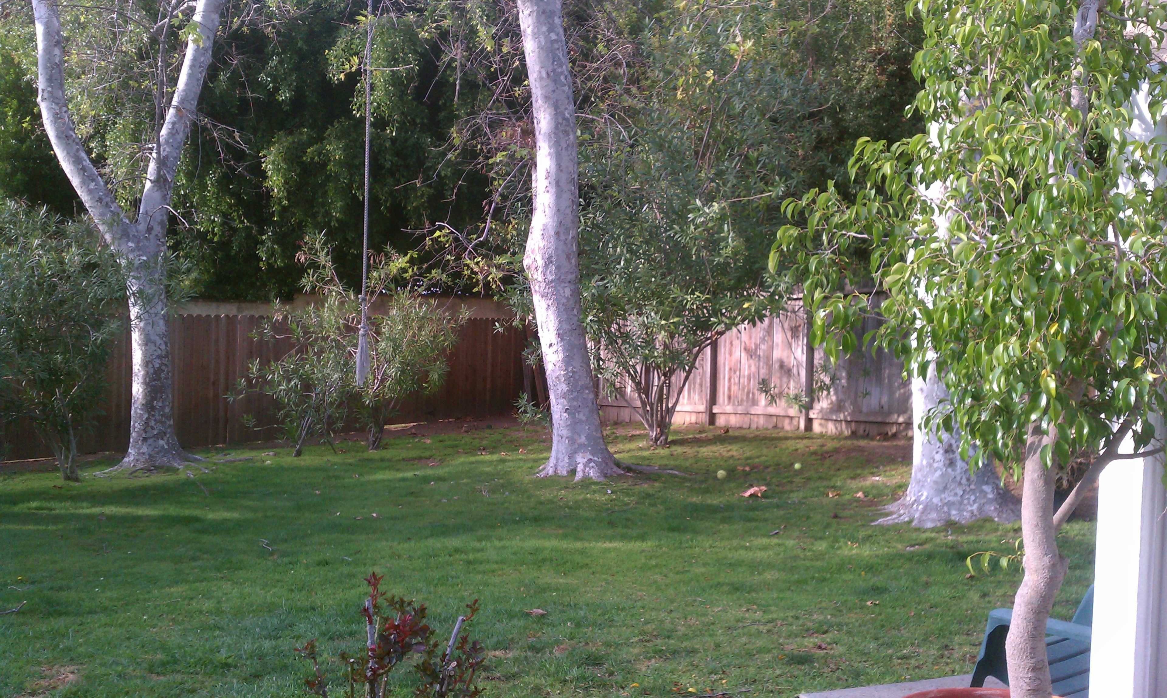 A backyard with two large trees, a wooden fence, and a grassy area with scattered plants.