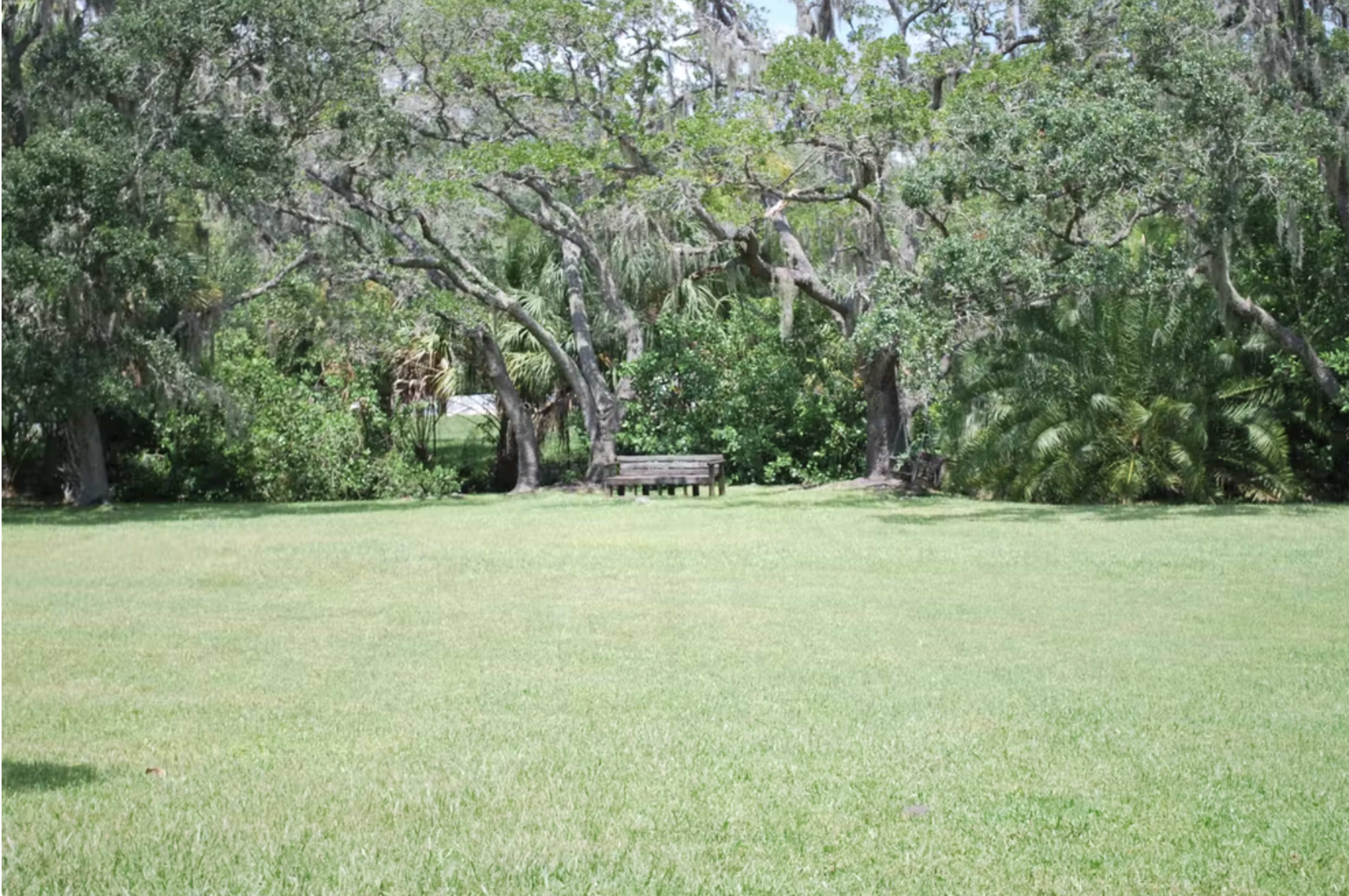 A grassy area with a wooden bench surrounded by trees and foliage.