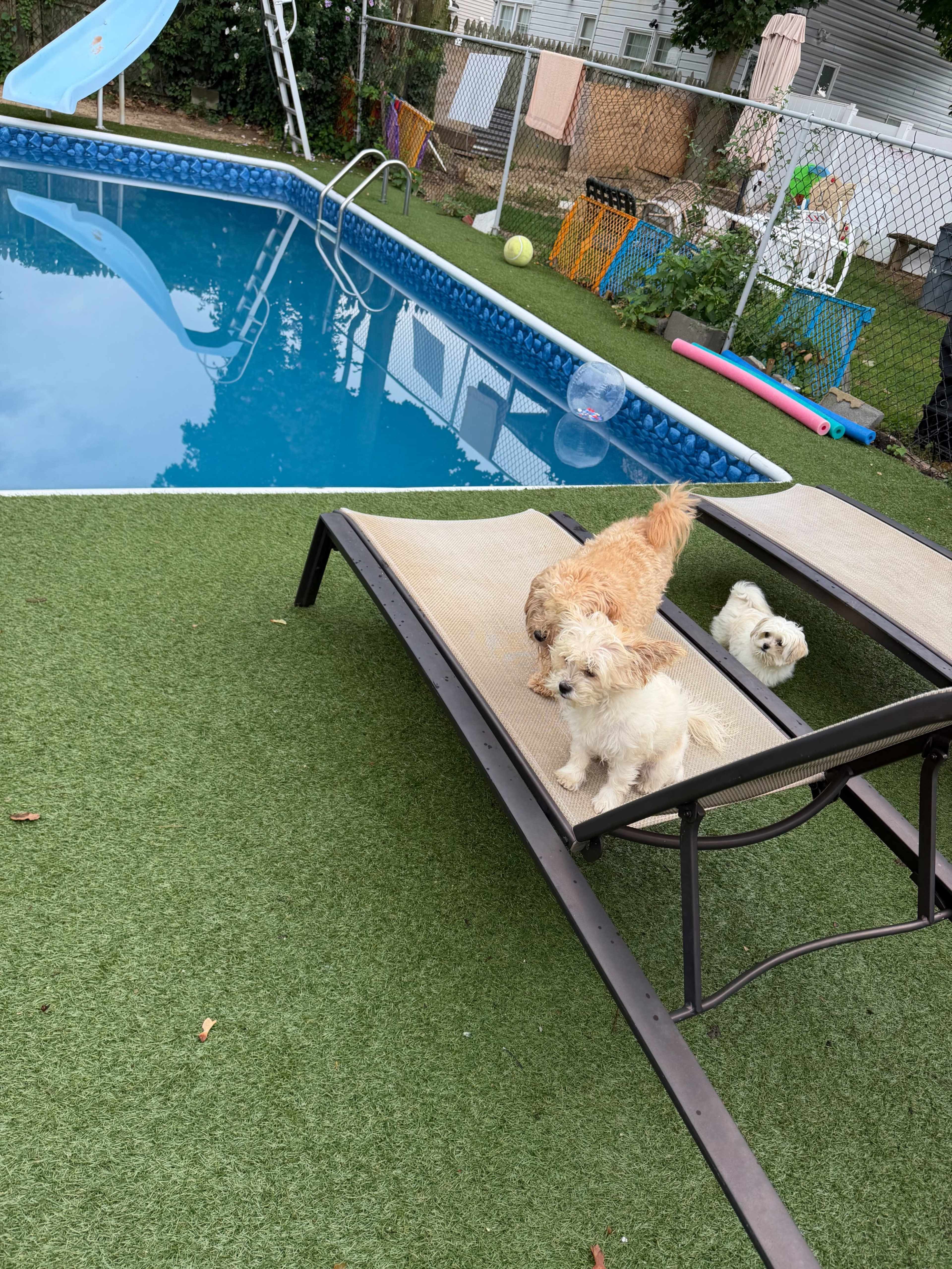 Three small dogs are sitting on a lounge chair beside a swimming pool surrounded by artificial grass.