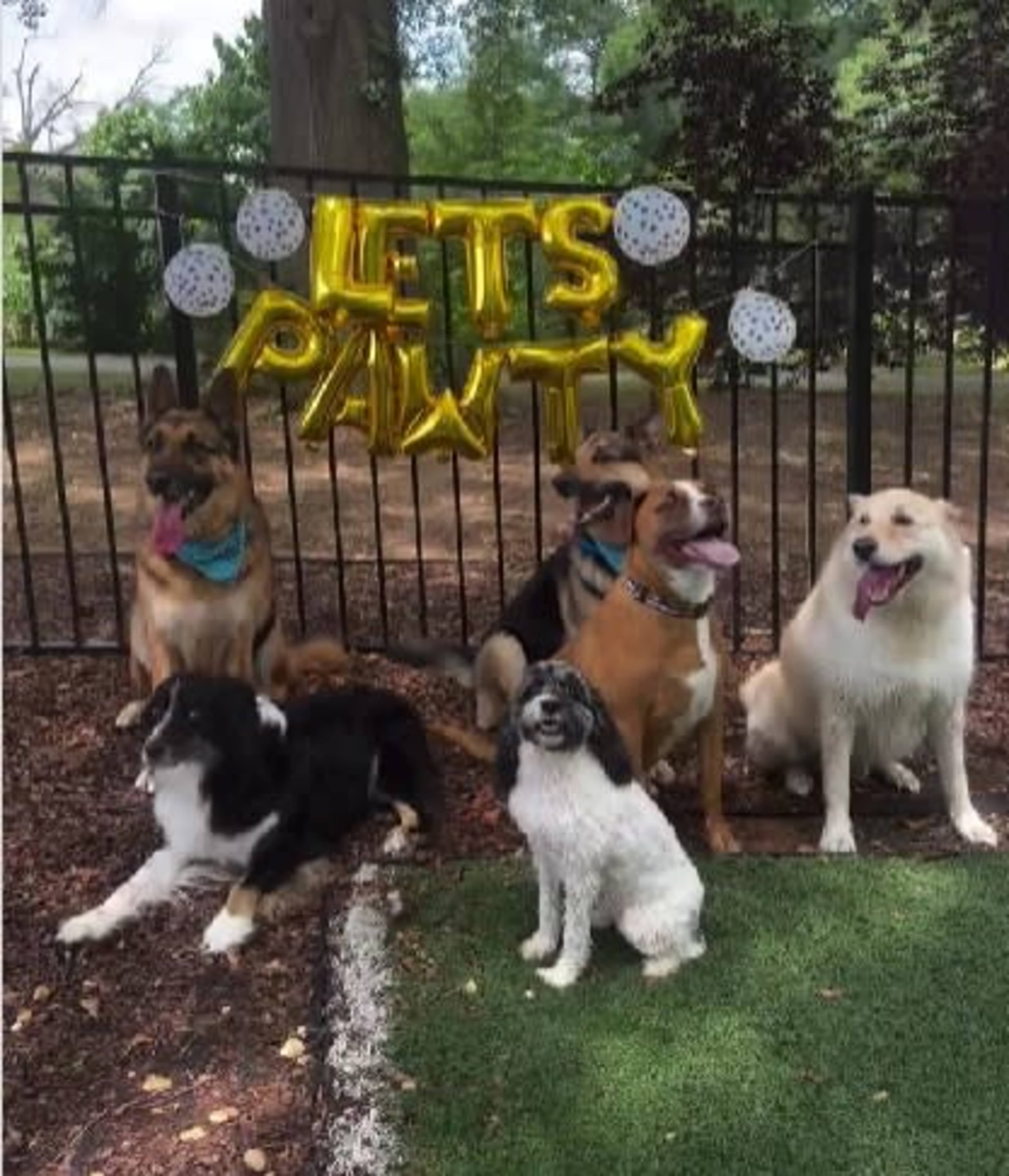 Beltline Shaded Dog Park Turf Yard with  Fence Image in Westview, Atlanta, GA