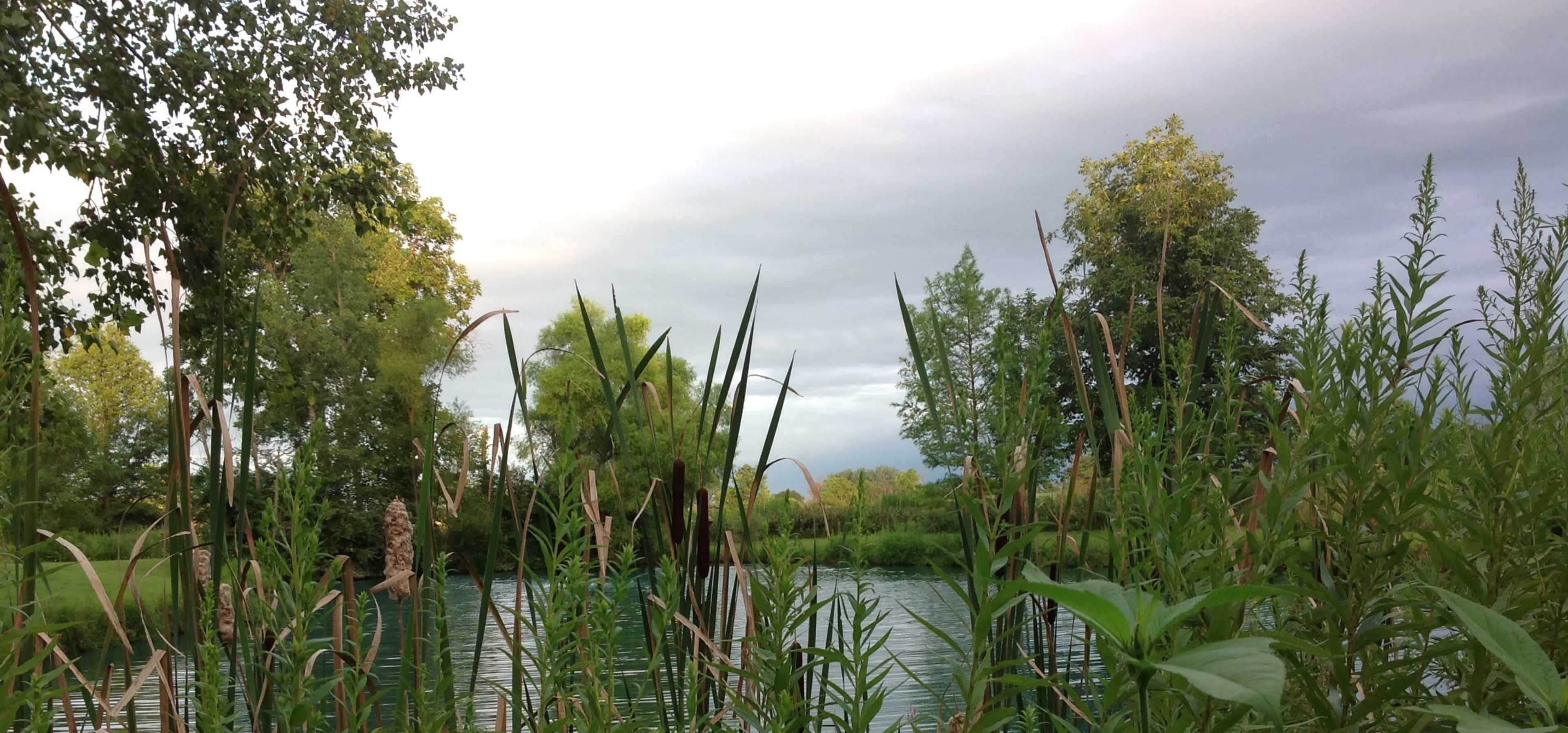 A tranquil scene features tall grasses and reeds framing a calm body of water surrounded by trees under a cloudy sky.