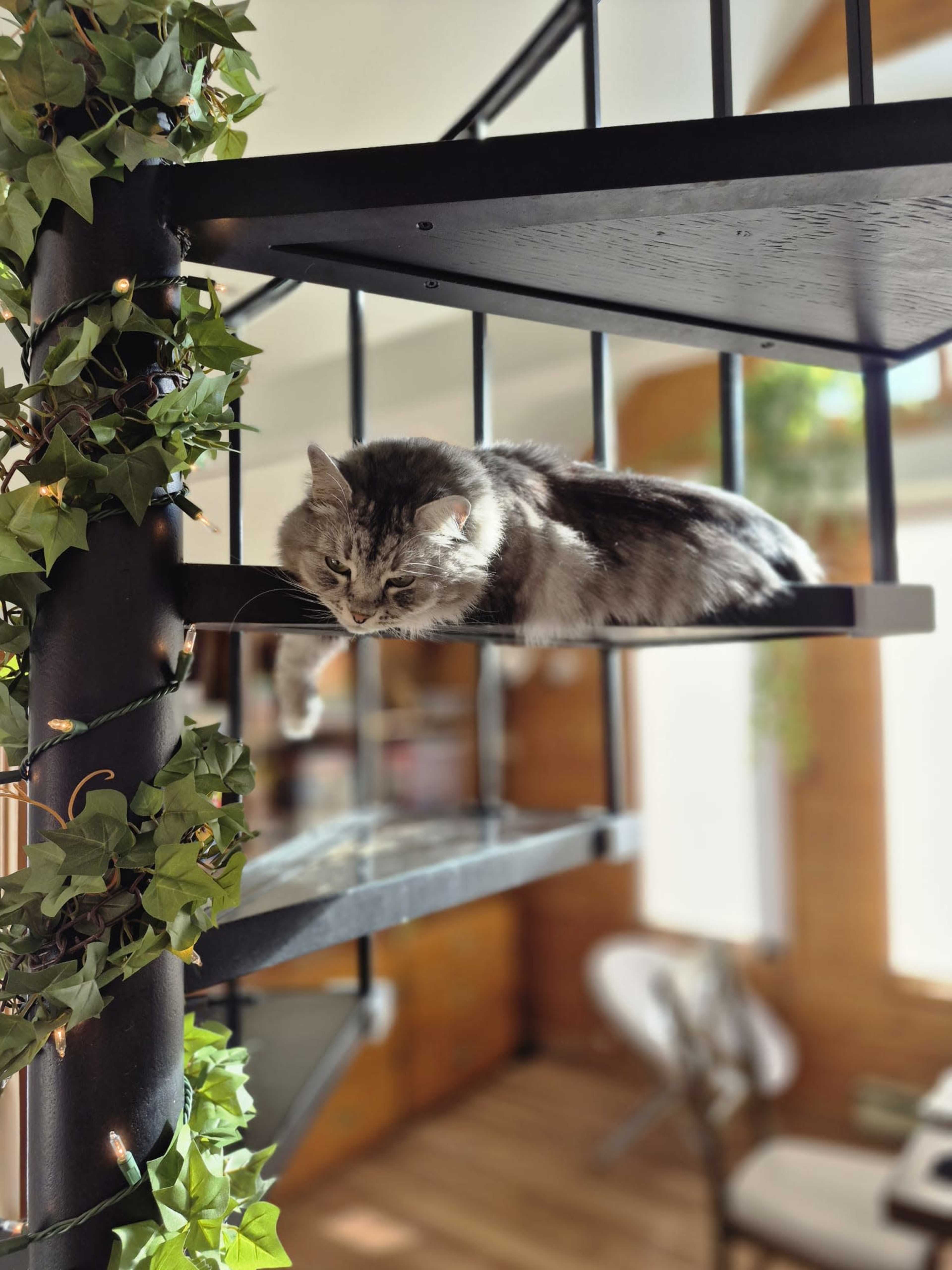 A gray cat is lying on a shelf of a black metal spiral staircase, surrounded by green ivy and bright indoor lighting.