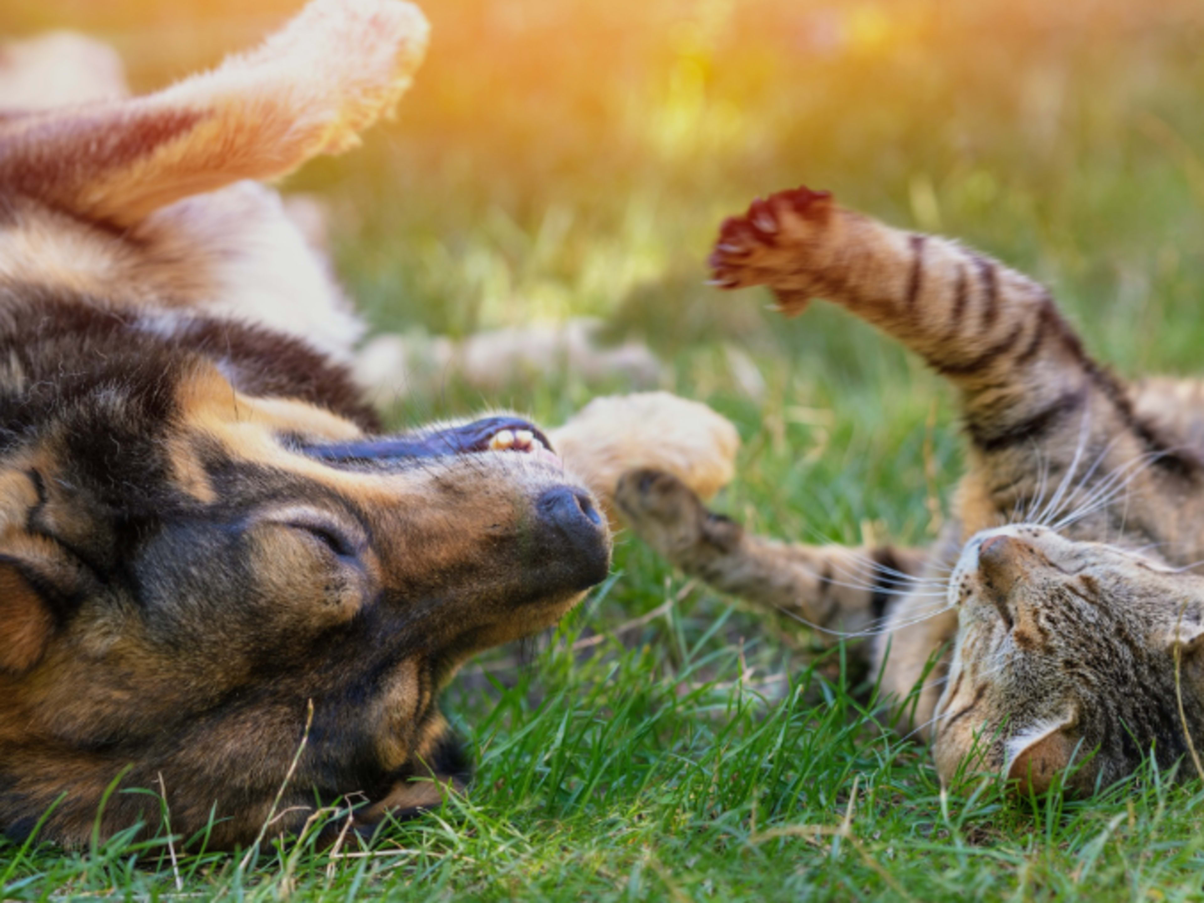 Pet Fee