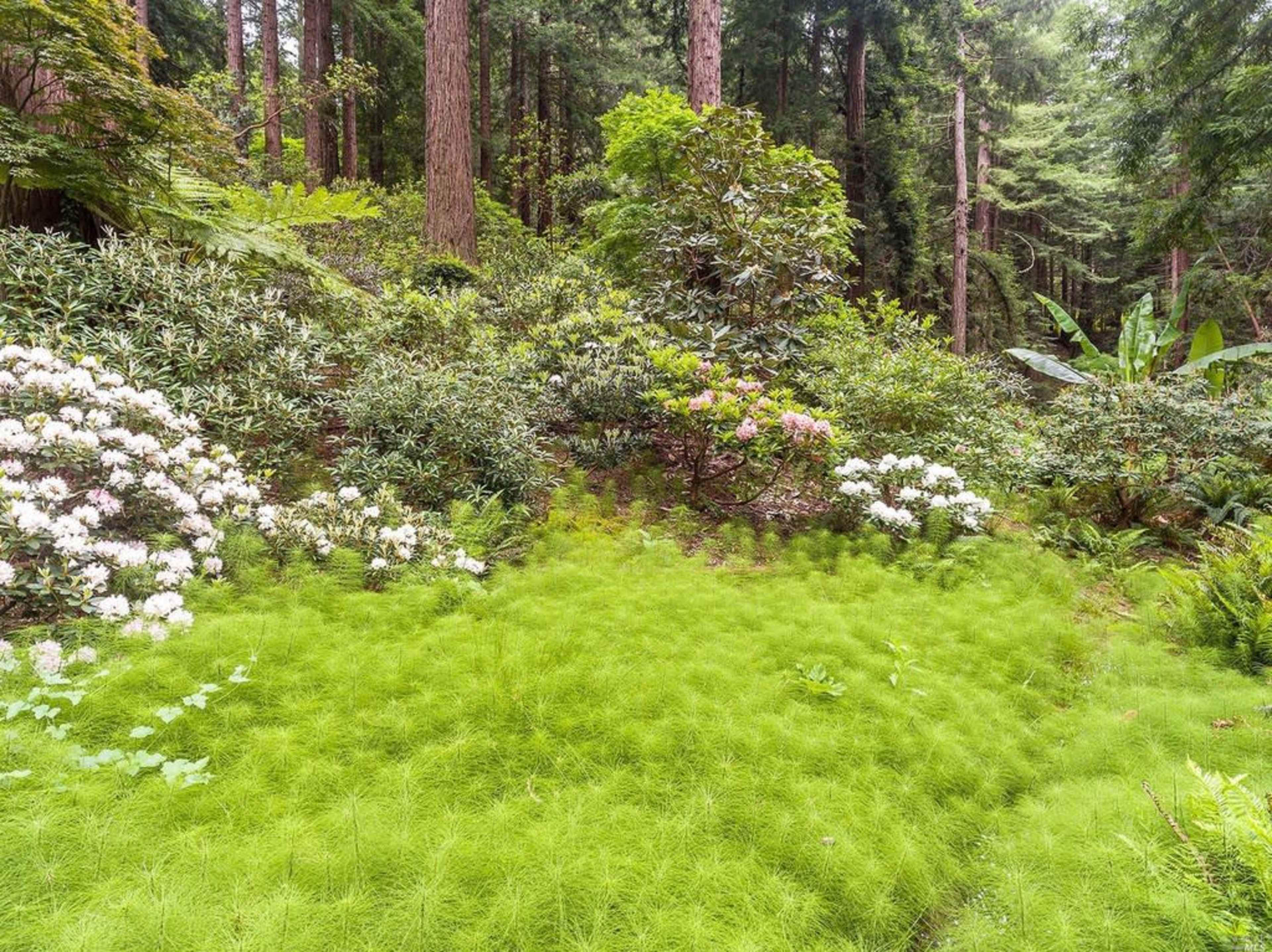 The image shows a lush garden area with dense green foliage, blooming flowers, and towering trees in the background.