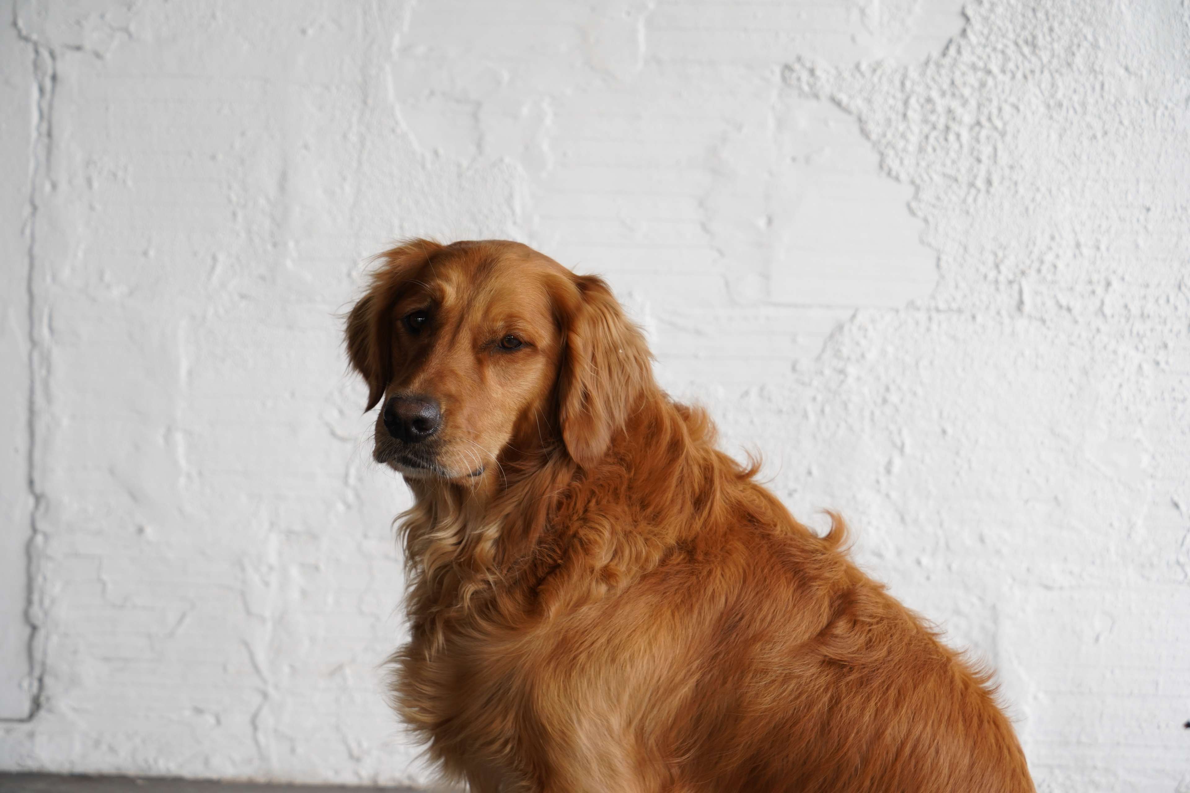 A golden retriever sits against a textured white wall.