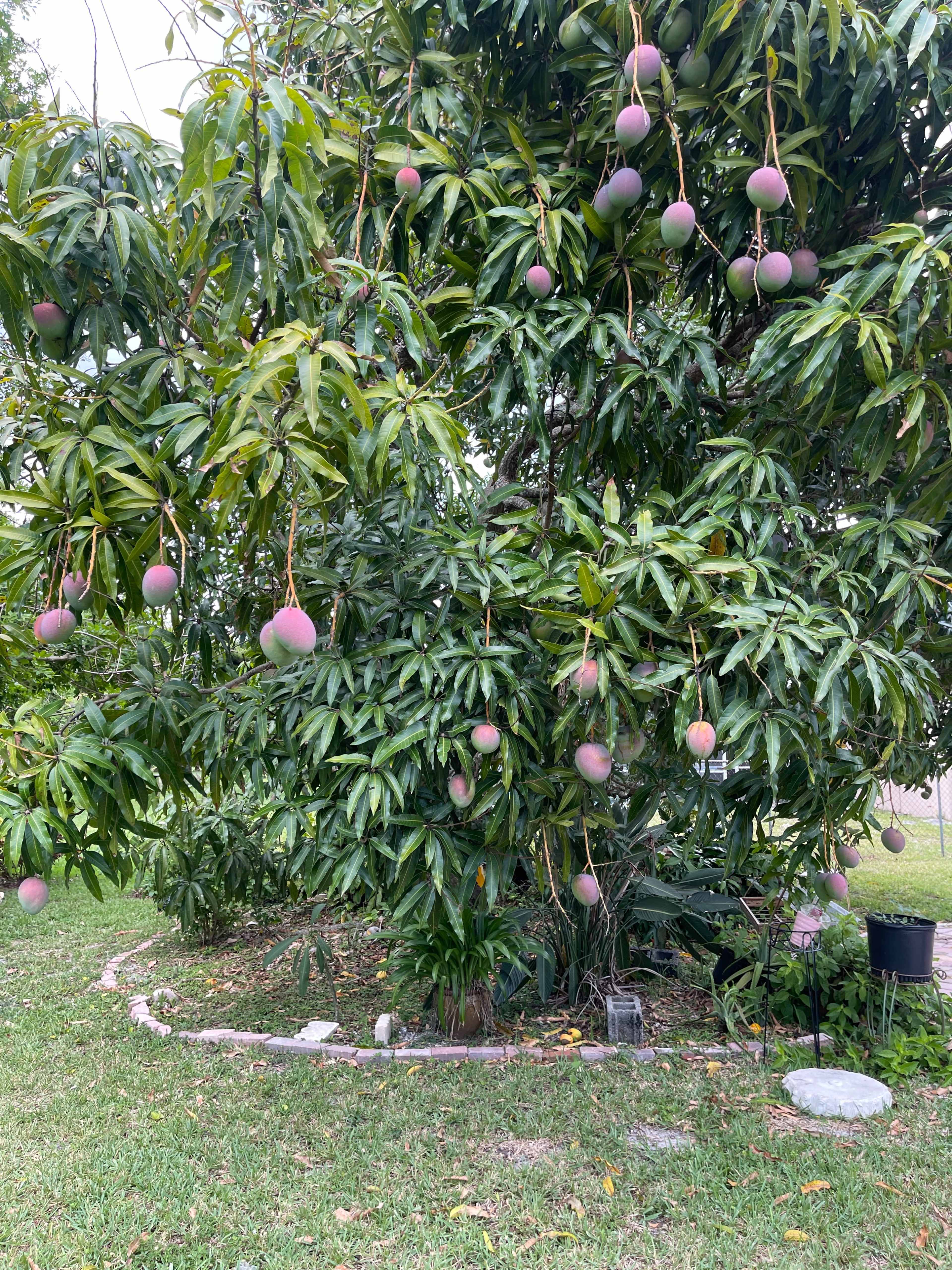 A mango tree with clusters of ripe mangoes hanging among its green leaves stands in a grassy area.