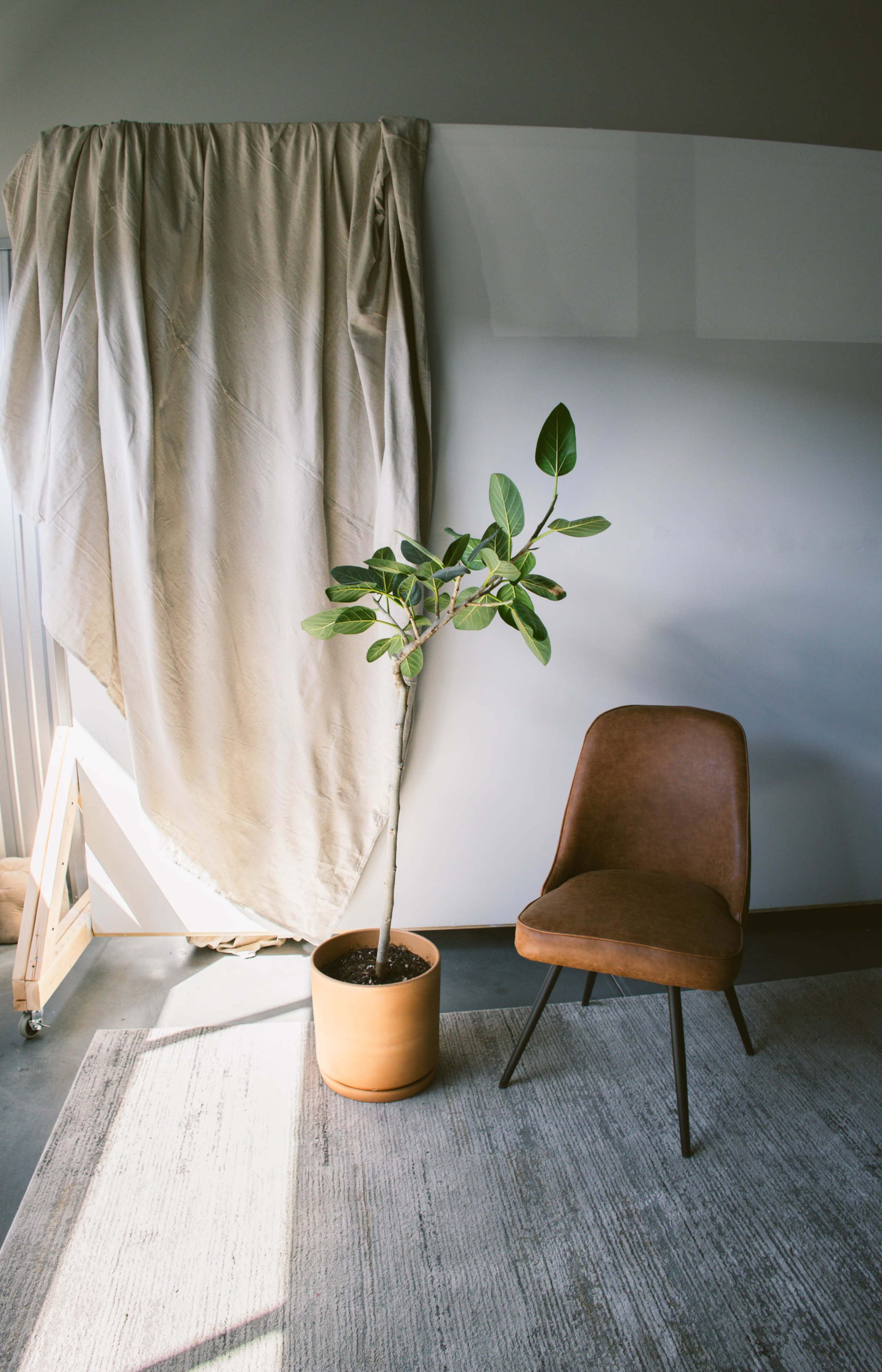A small potted plant stands next to a brown chair in a room with natural light and a draped fabric.