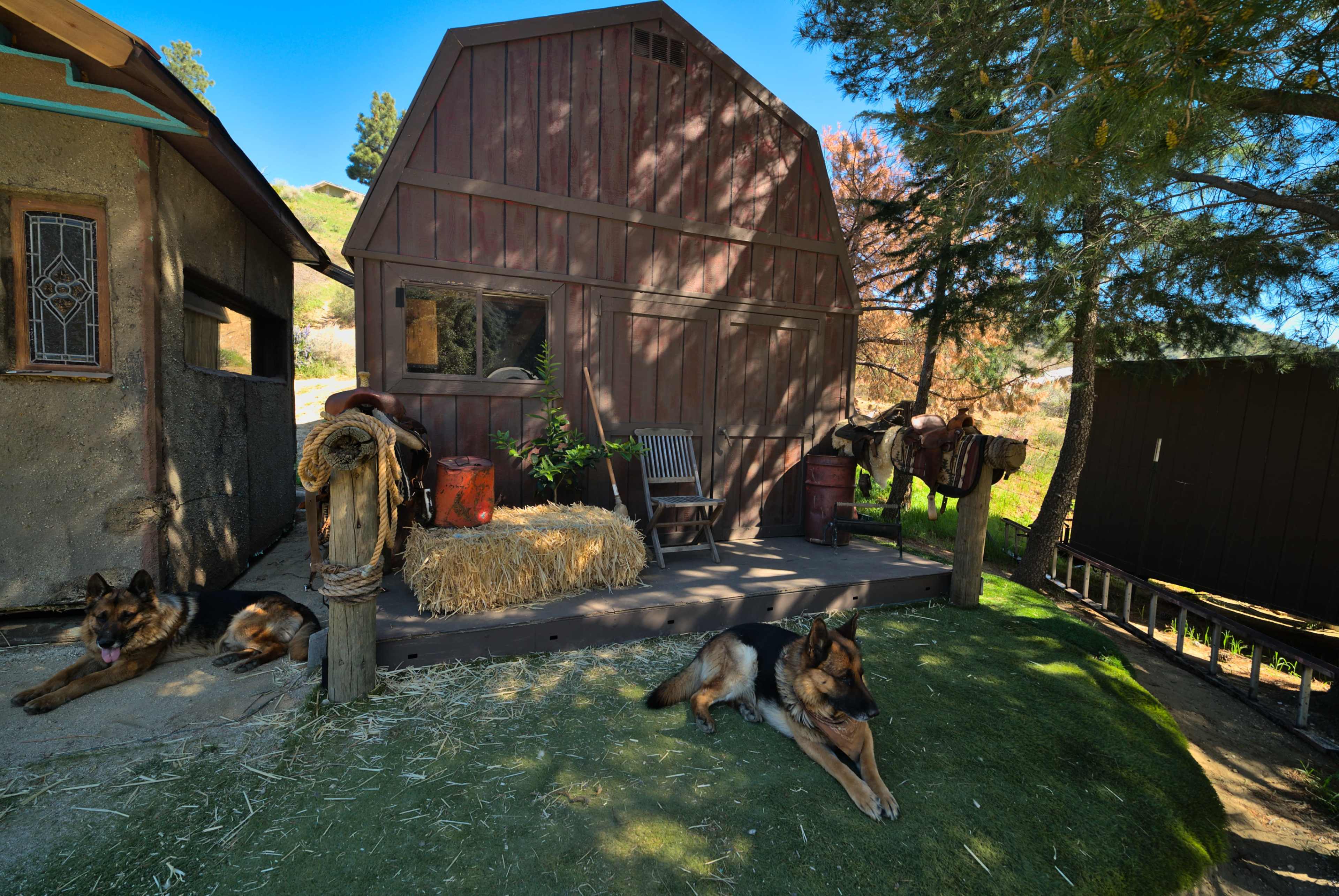 The image shows a rustic wooden structure with two German Shepherds lying on the grass in front, surrounded by bales of hay and a wooden fence.