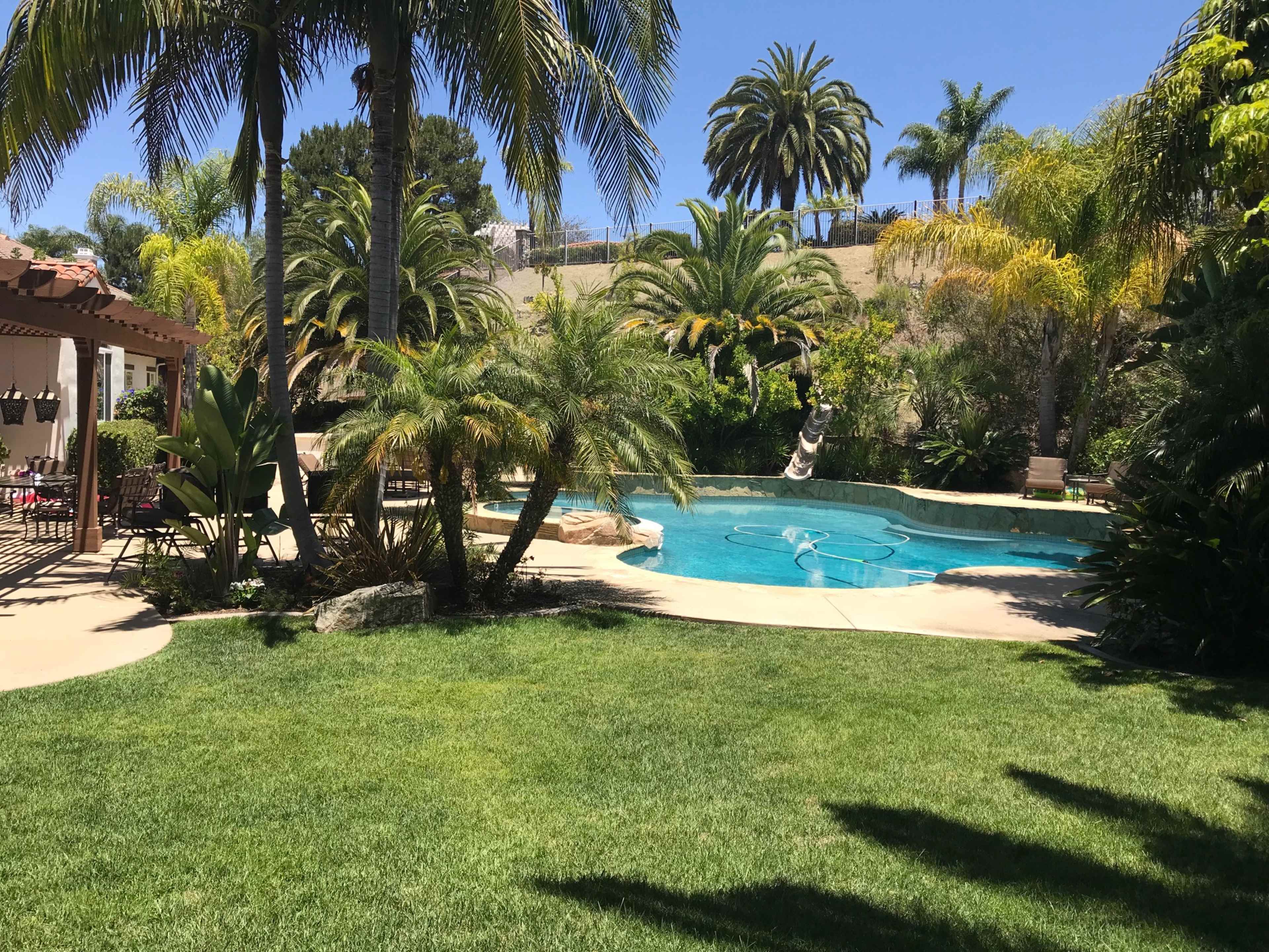 The image shows a sunny backyard with a swimming pool surrounded by palm trees and lush greenery.