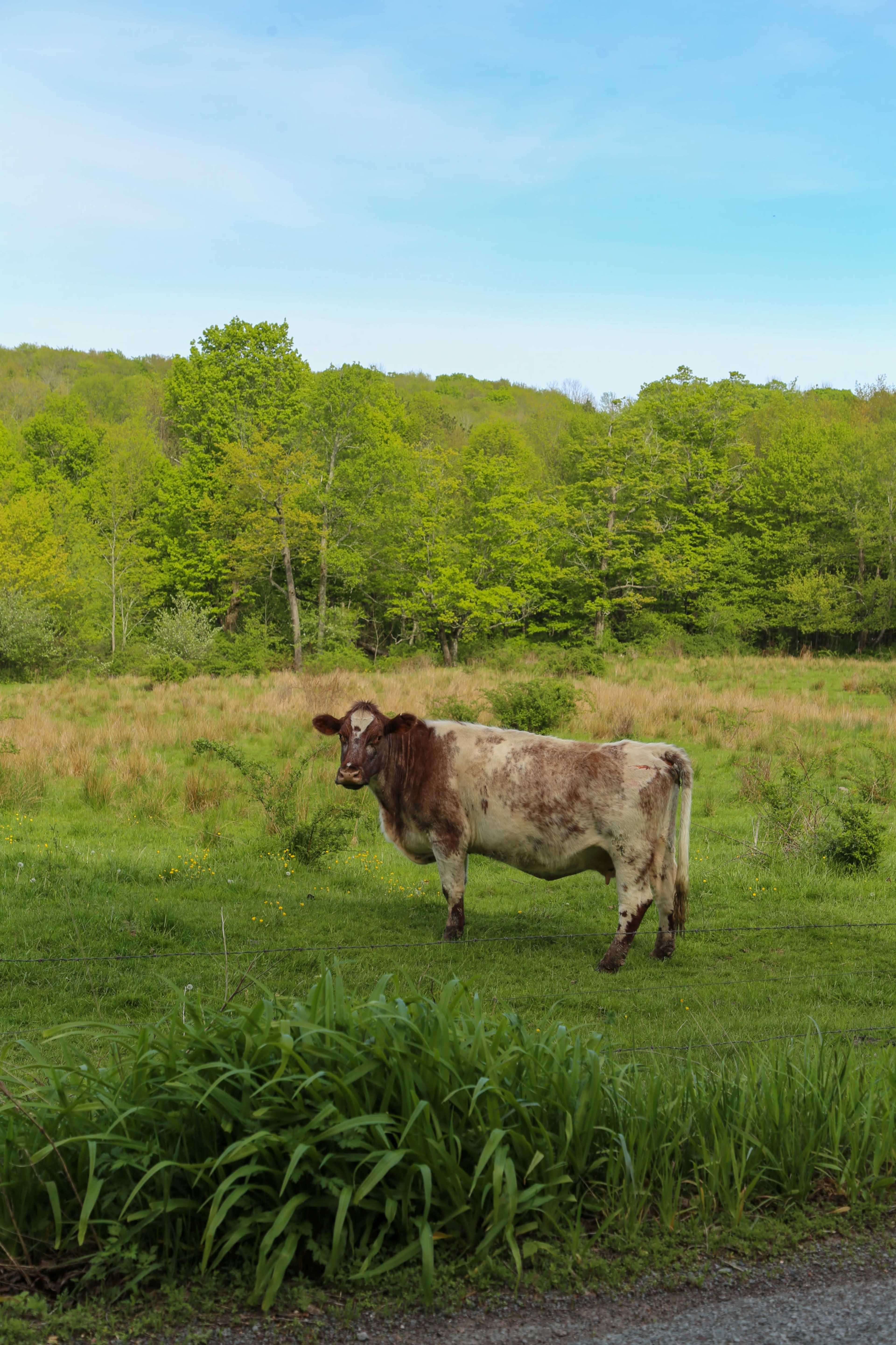 A brown and white cow stands in a grassy field surrounded by green trees.