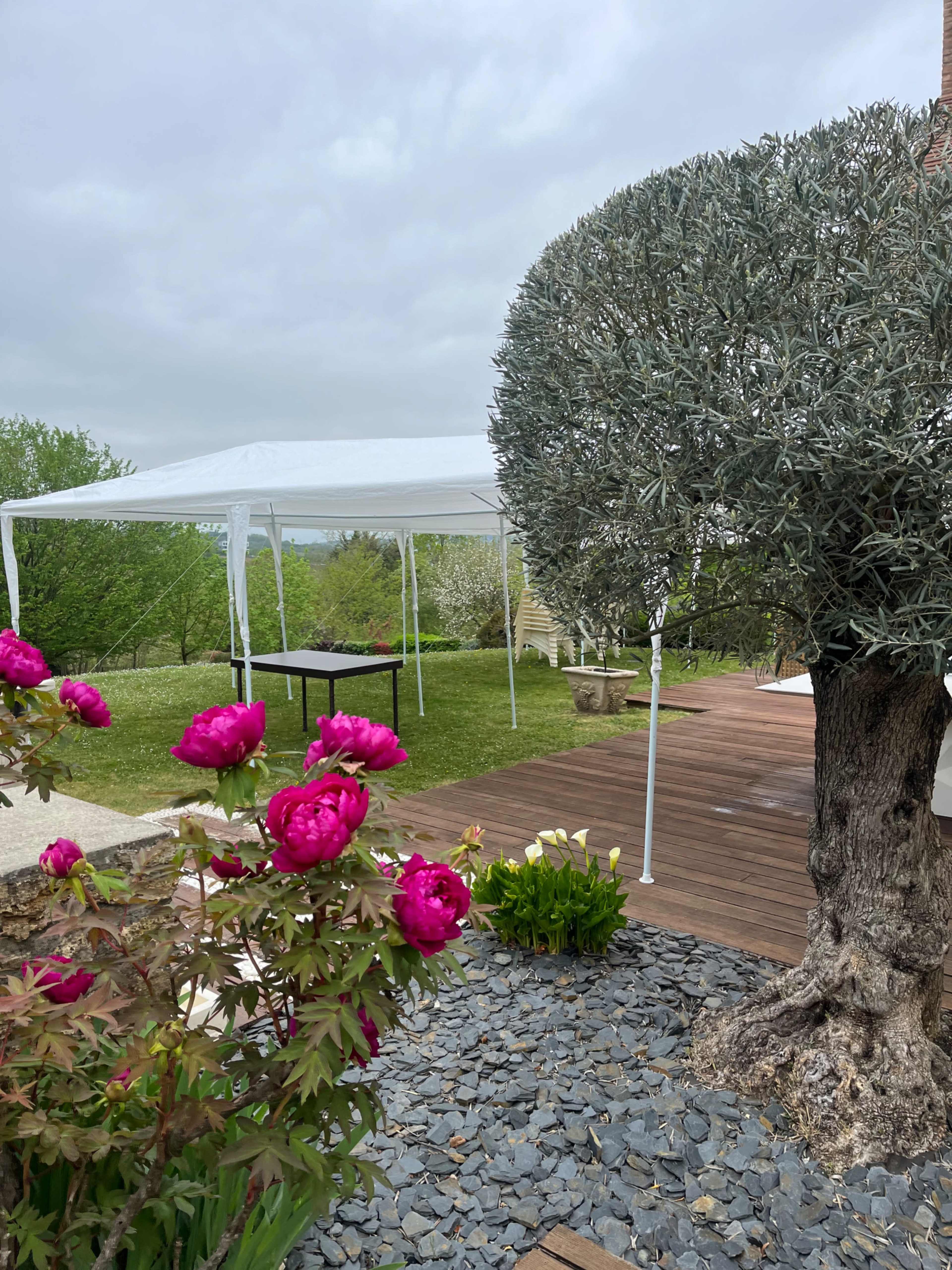 A white tent is set up in a grassy area beside a wooden deck, with pink peonies and an olive tree in the foreground.