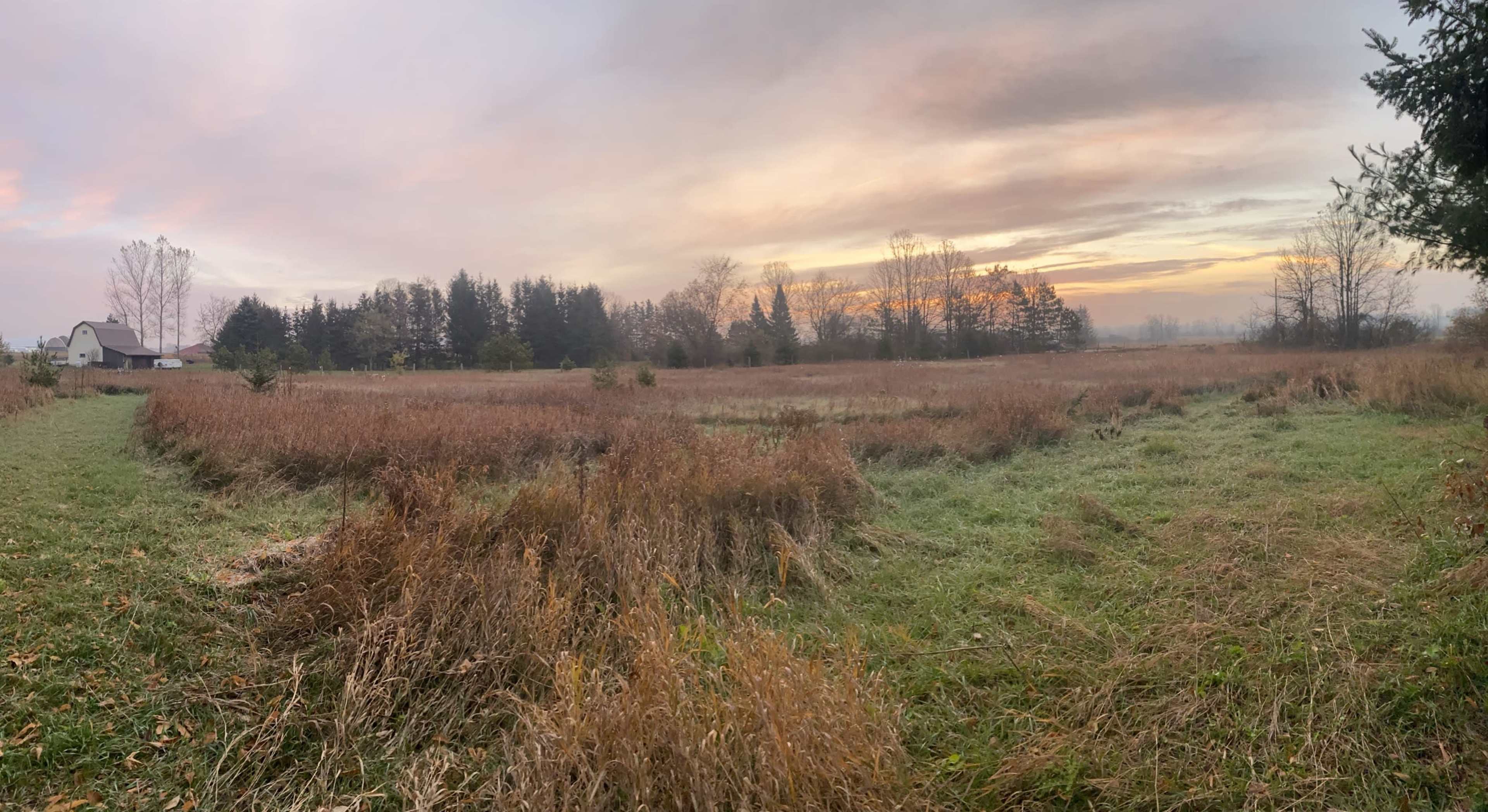 A misty field at dawn features tall grasses and scattered trees under a colorful sky.