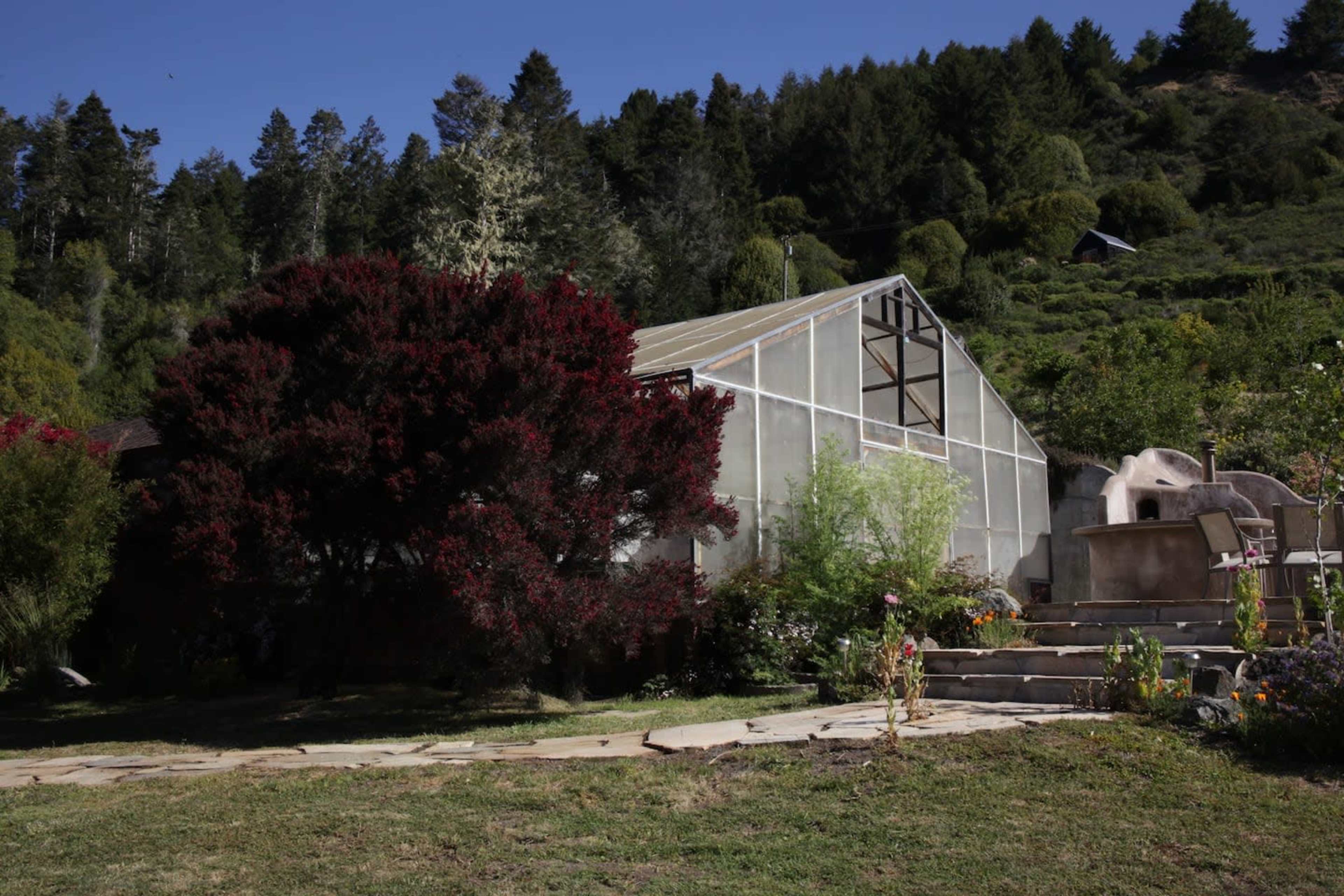 A greenhouse stands next to a large, bushy plant in a garden surrounded by trees and hills.