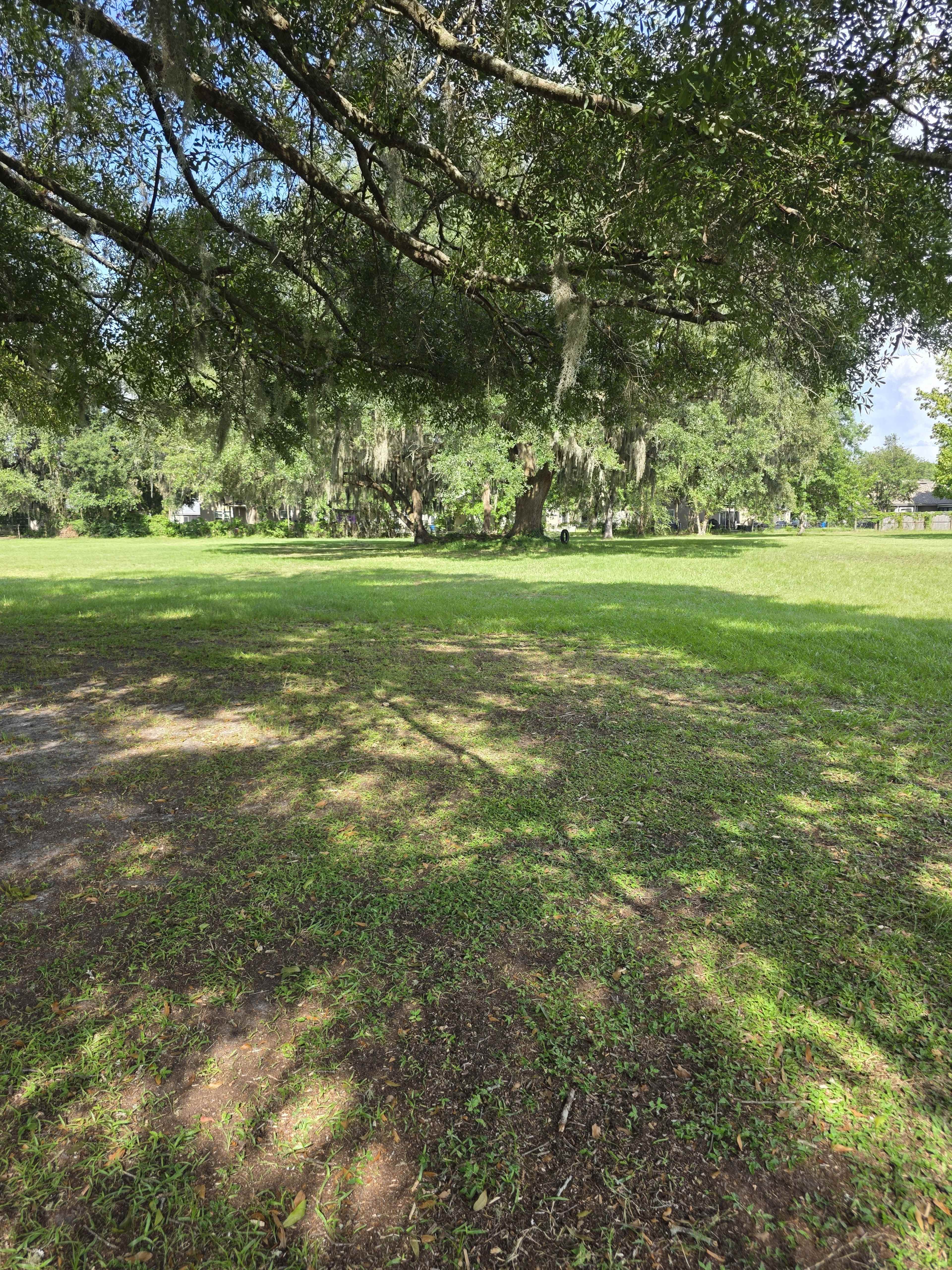 The image shows a grassy area under a large tree with hanging moss, surrounded by trees and open space.