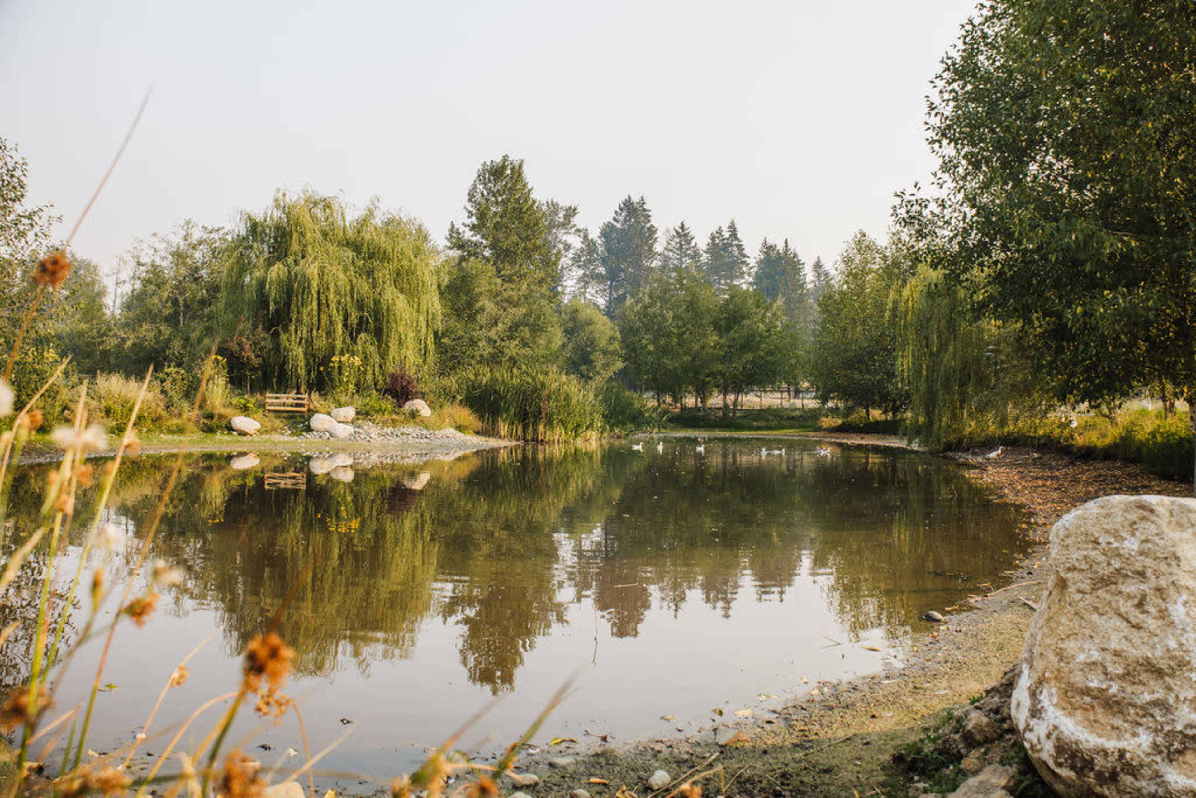 A calm pond surrounded by trees and rocks, reflecting the landscape on its surface.