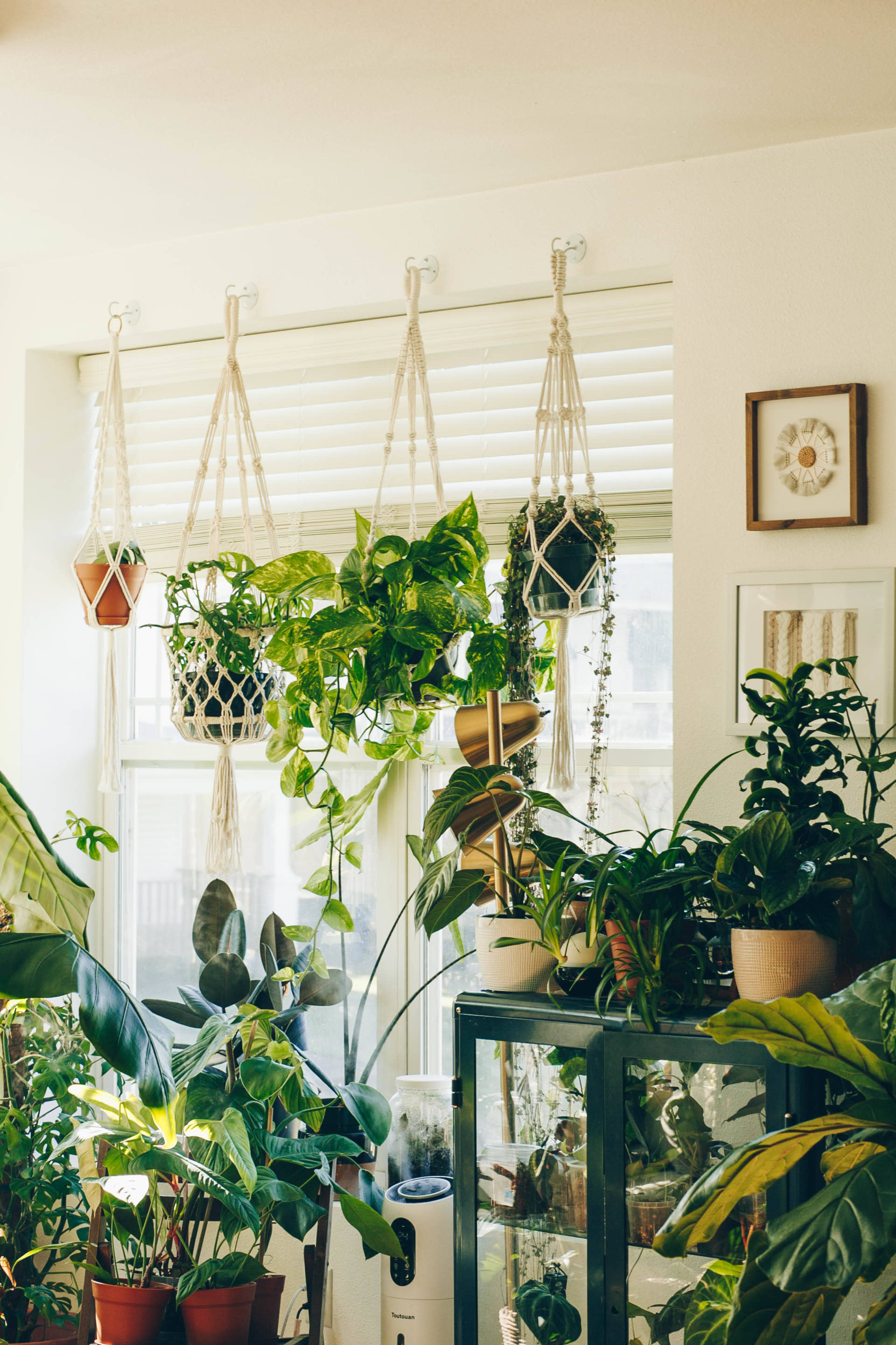 The image features various hanging and potted houseplants arranged around a bright window with blinds.