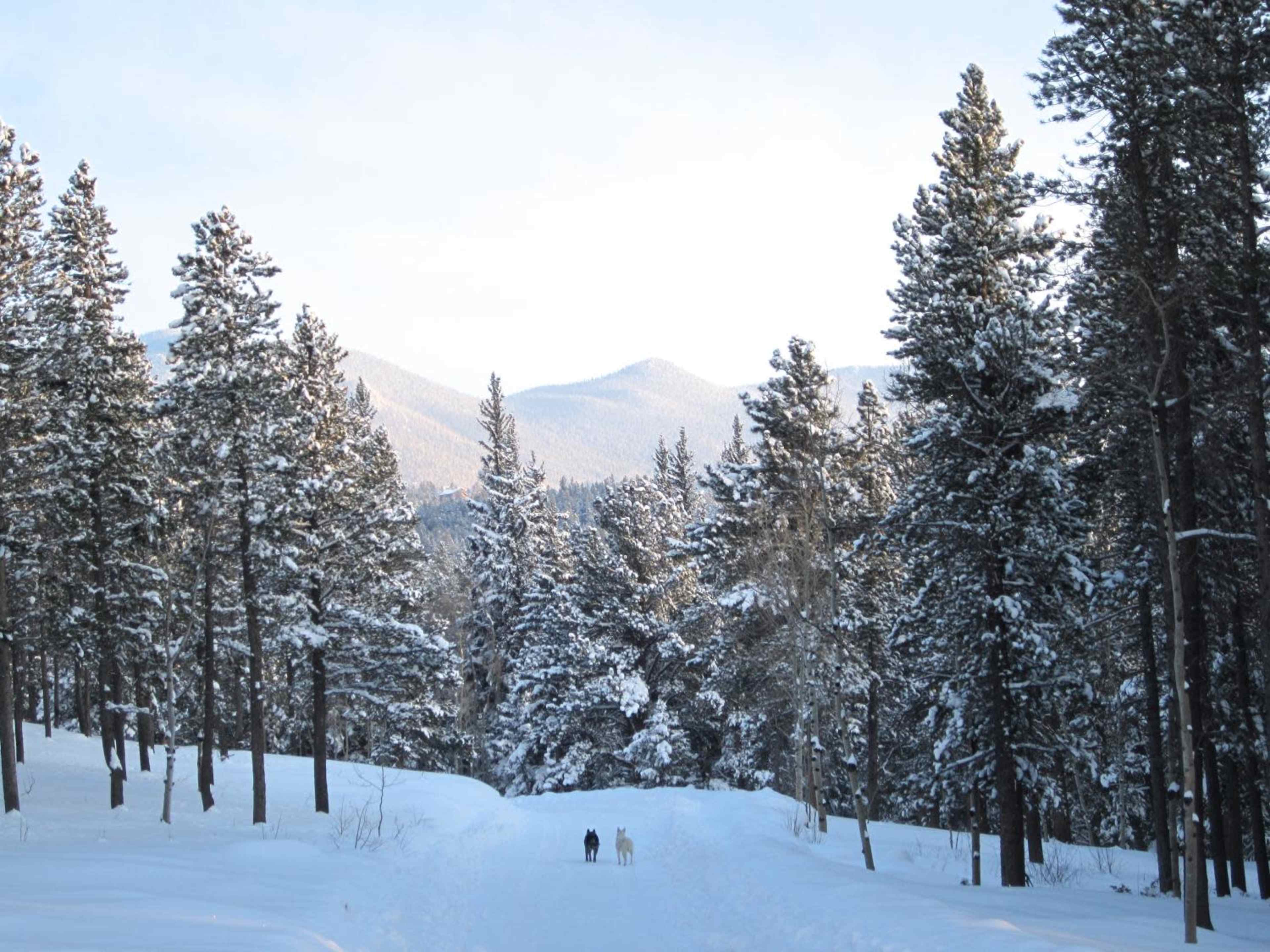 Two people walk a snow-covered path flanked by tall evergreen trees, with mountains visible in the background.