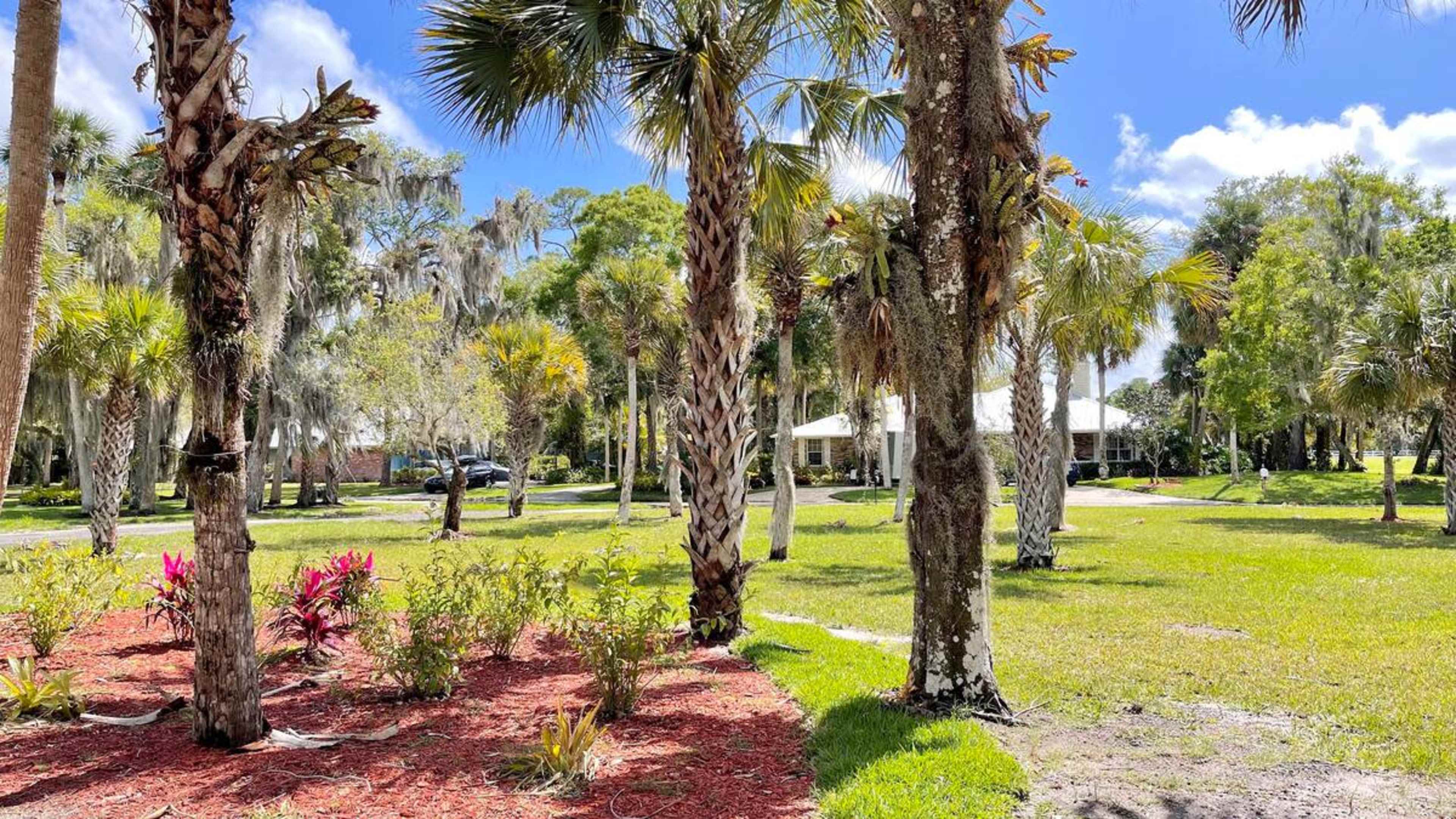 A landscaped area with palm trees and flowering plants leads to a house visible in the background under a clear blue sky.