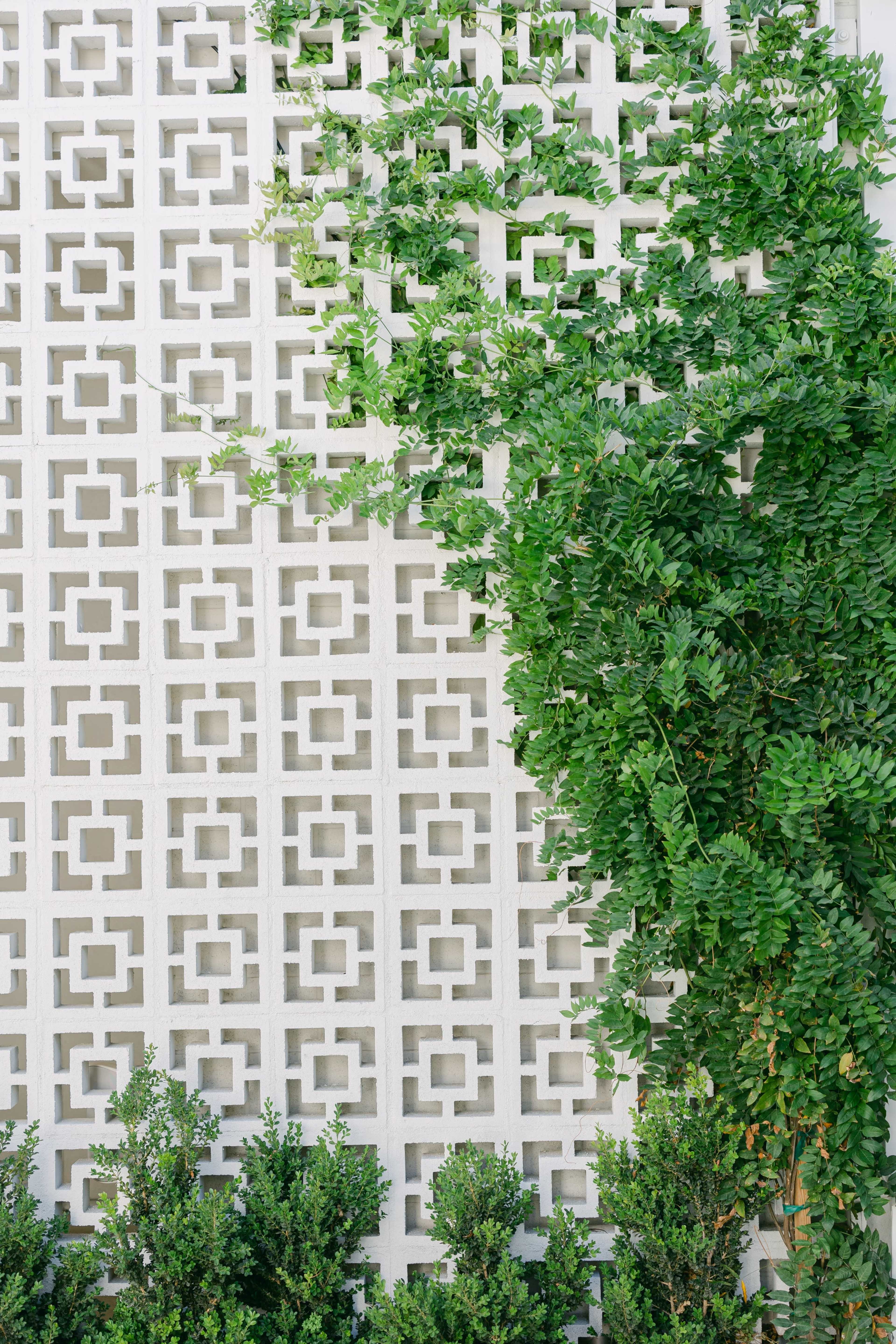 A white lattice wall is partially covered by climbing green vines, with low bushes at the base.
