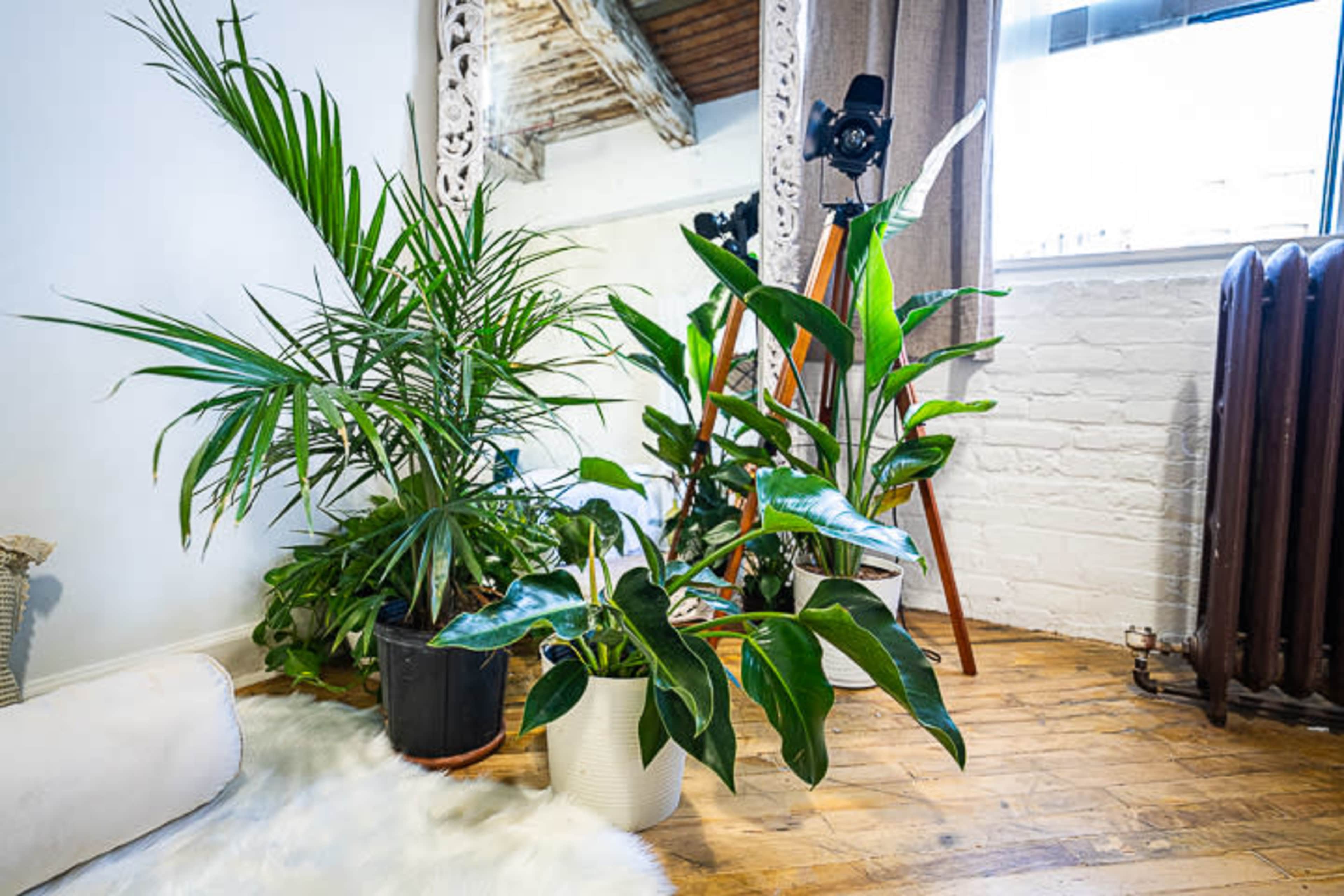 Several indoor plants in decorative pots beside a large mirror, with a camera on a wooden tripod in the background.
