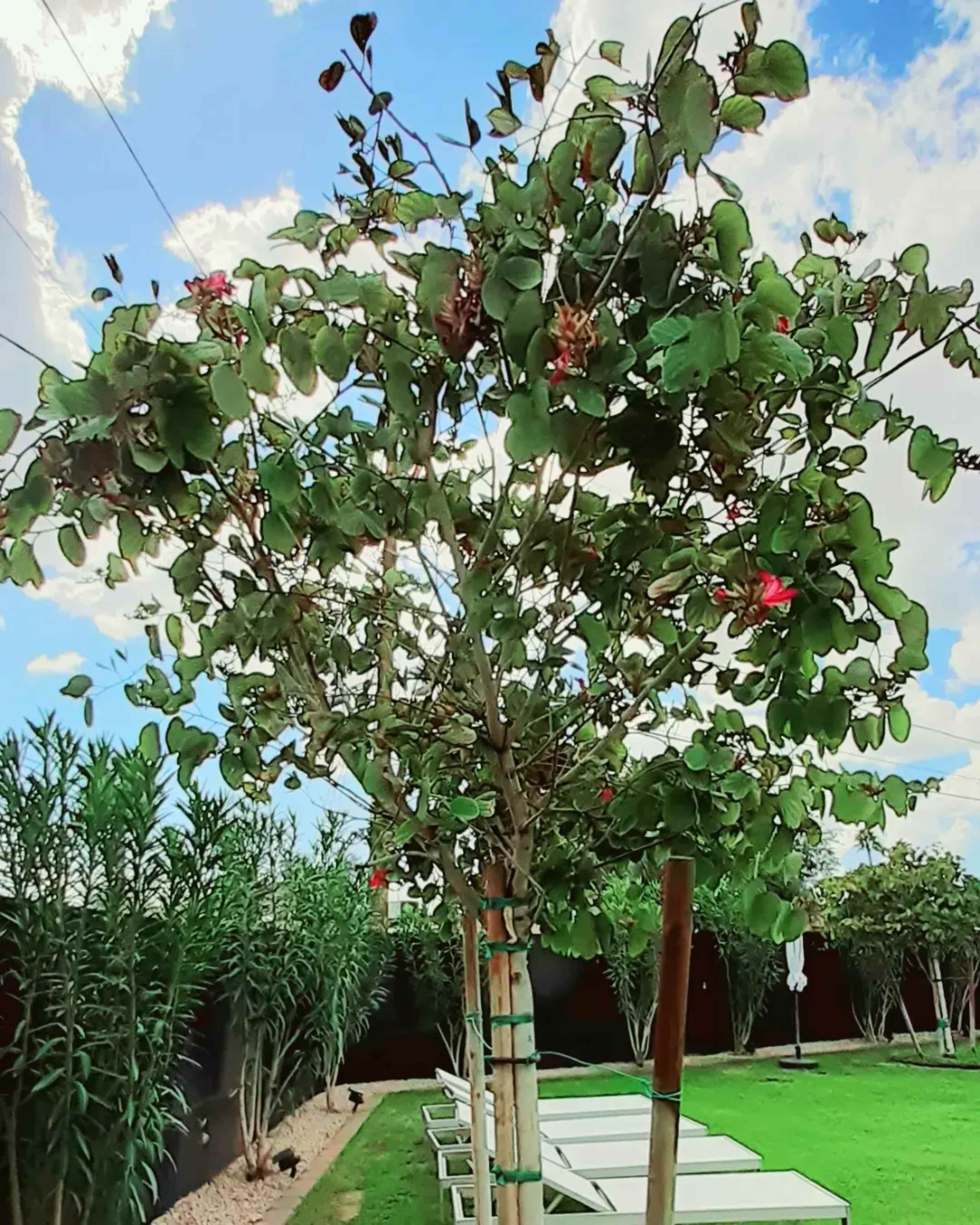 A small tree with broad leaves and pink flowers stands in a green garden surrounded by shrubs and white lounge chairs.