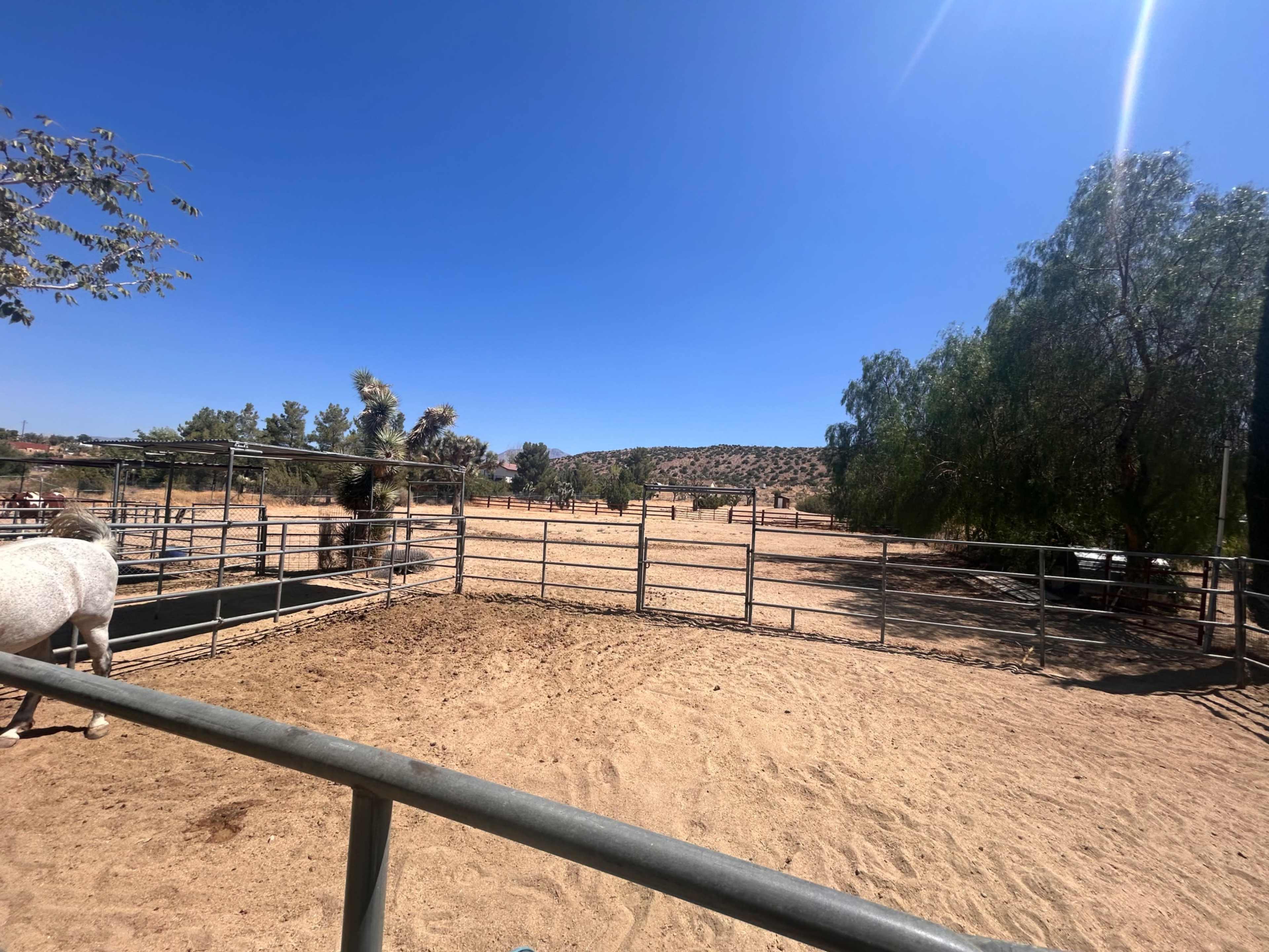 The image shows a dusty corral area with a fenced enclosure and sparse vegetation under a clear blue sky.