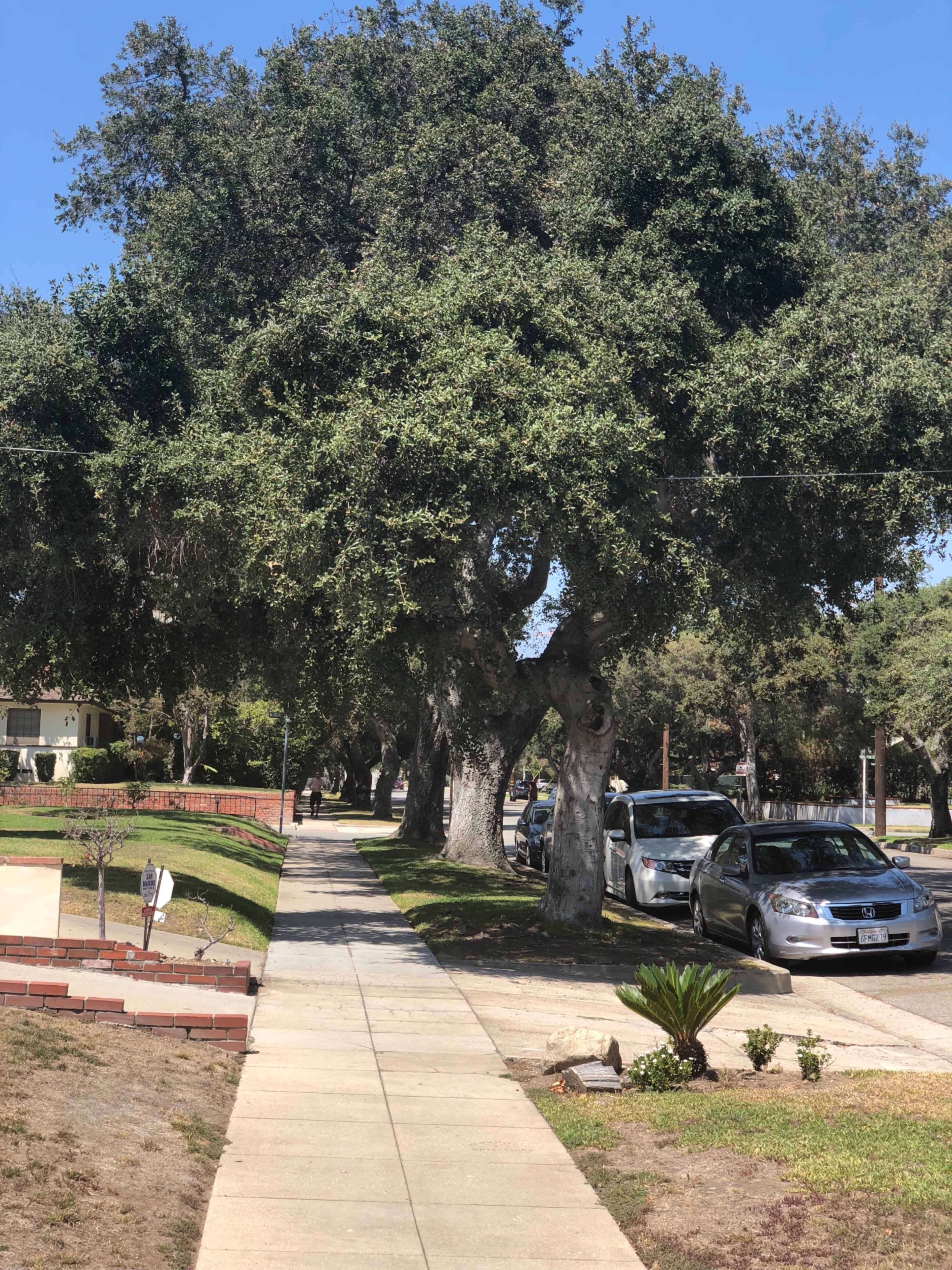 A concrete sidewalk runs alongside a row of large trees and parked cars on a residential street.
