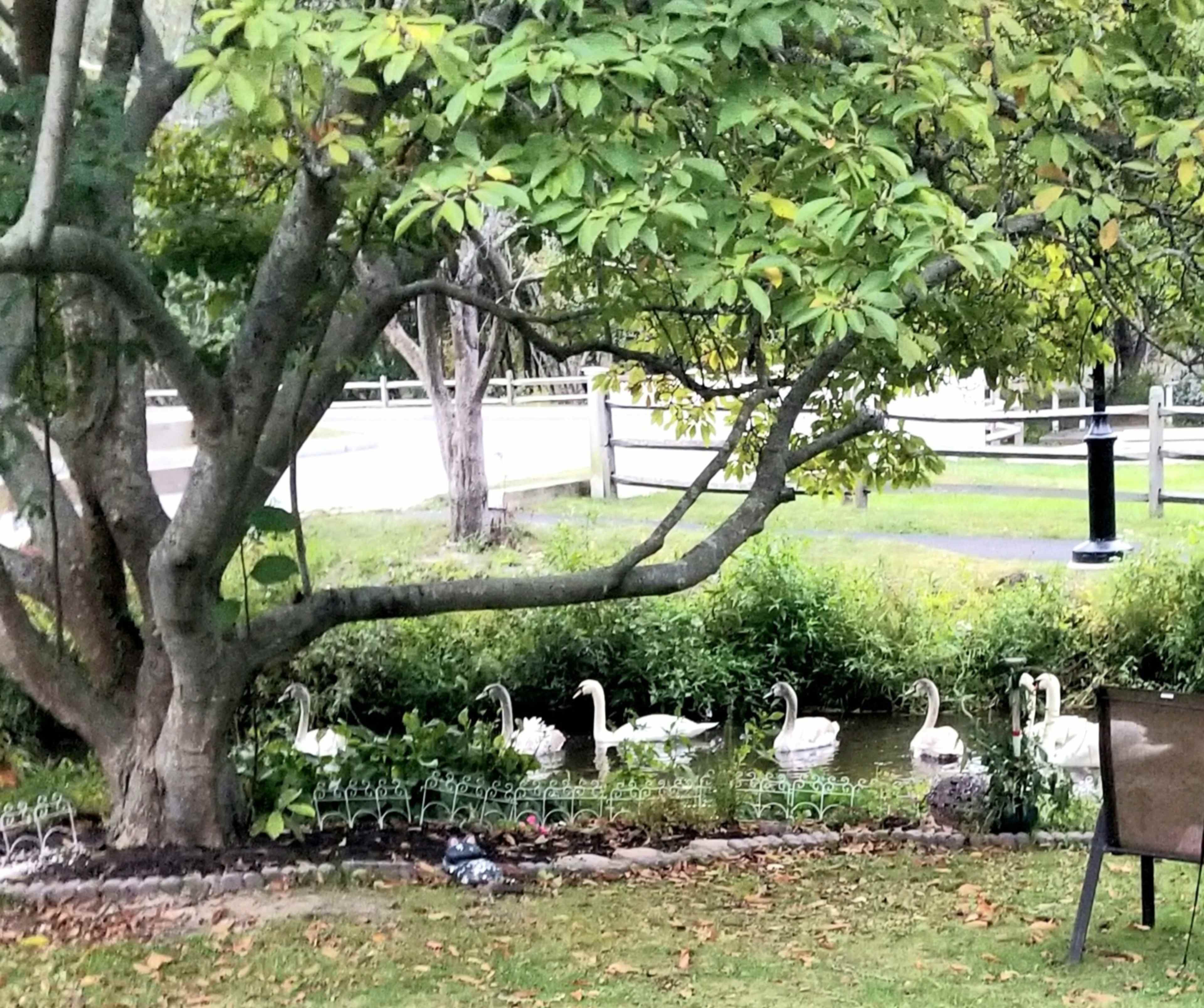 A row of swans swim along the edge of a small pond in a landscaped yard, with a tree providing shade nearby.
