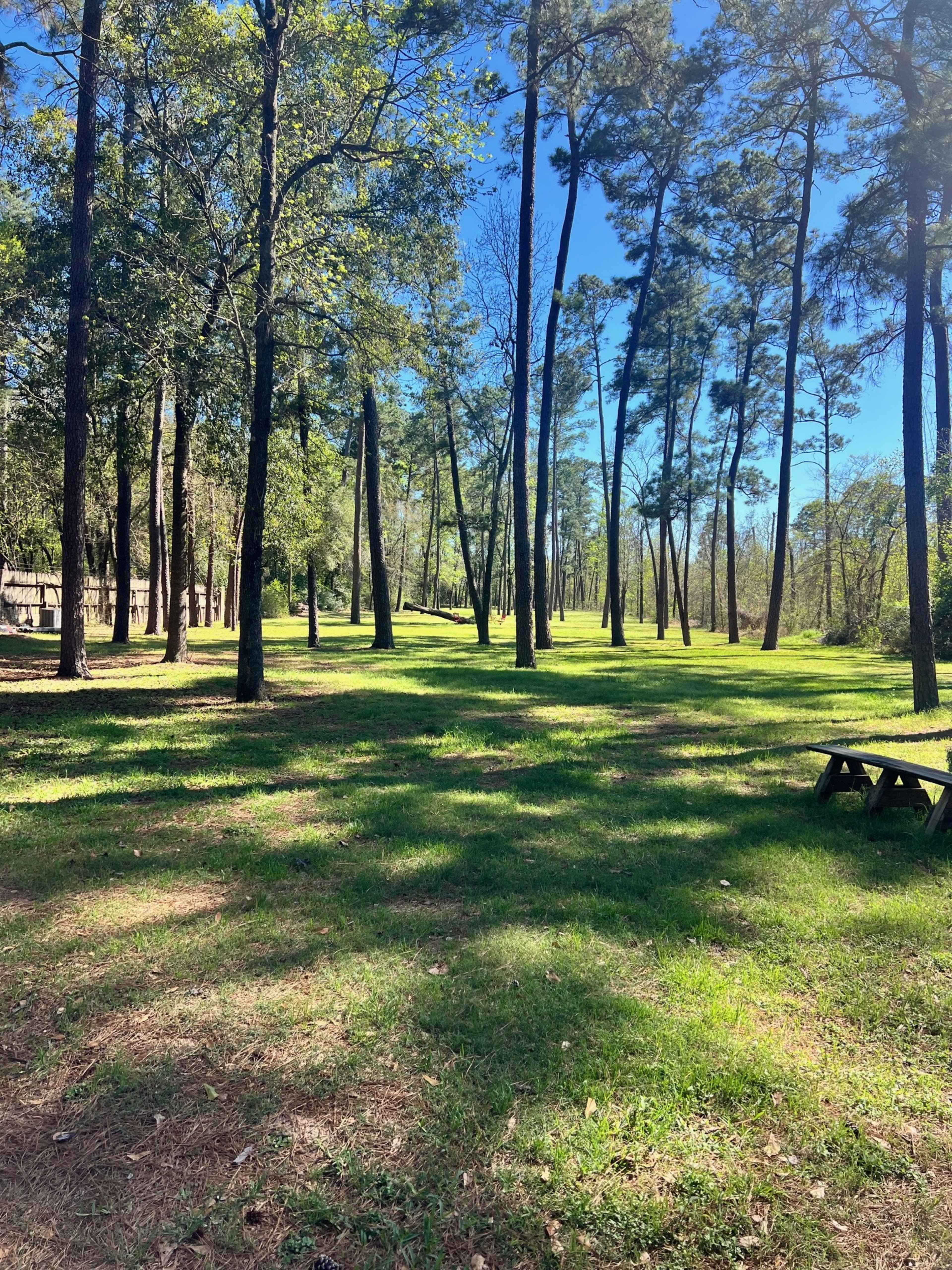 The image shows a grassy area in a wooded park, with tall trees casting shadows on the ground under a clear blue sky.