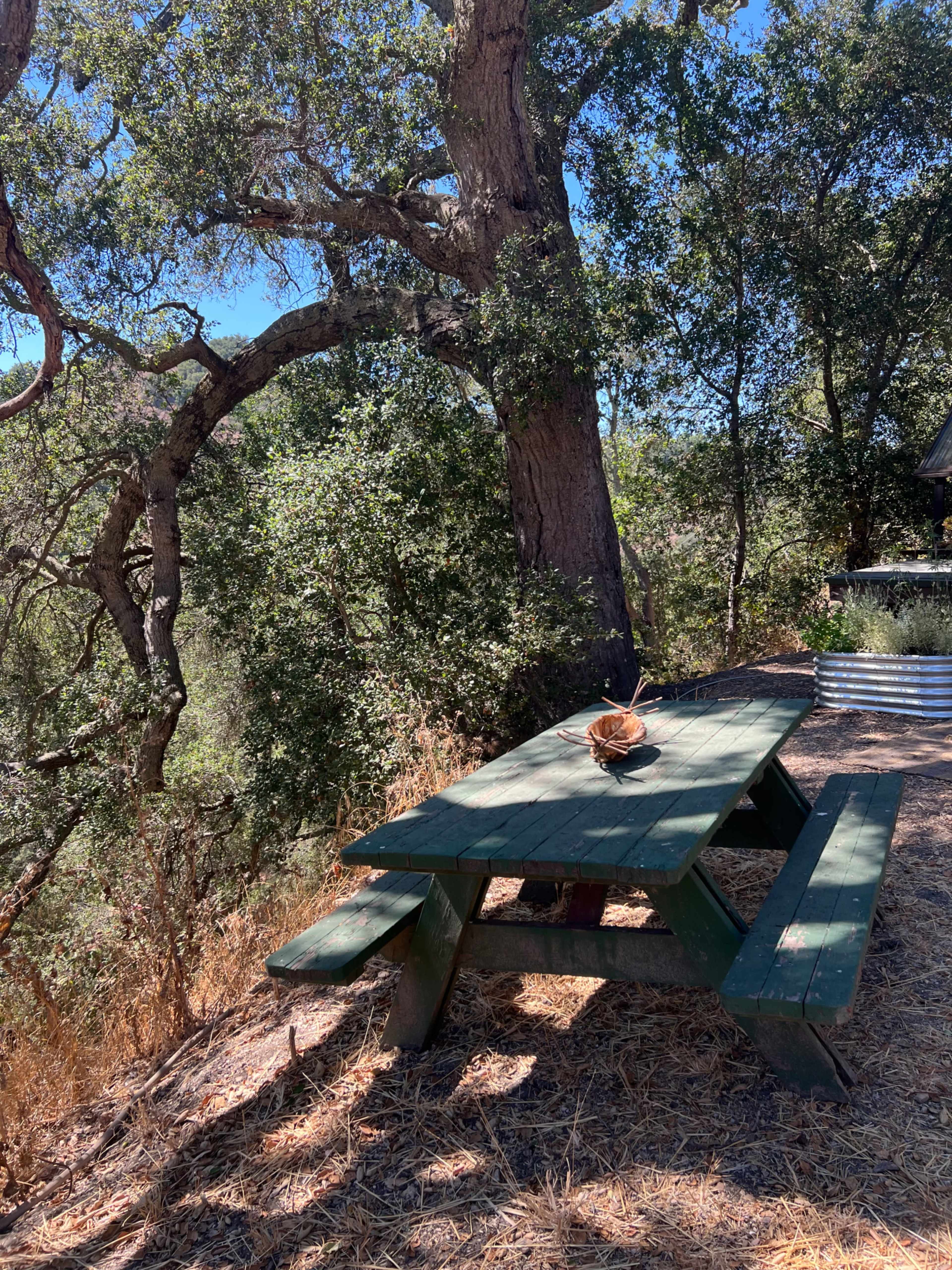 A wooden picnic table sits under a large tree in a natural, outdoor setting surrounded by dry grasses and shrubs.