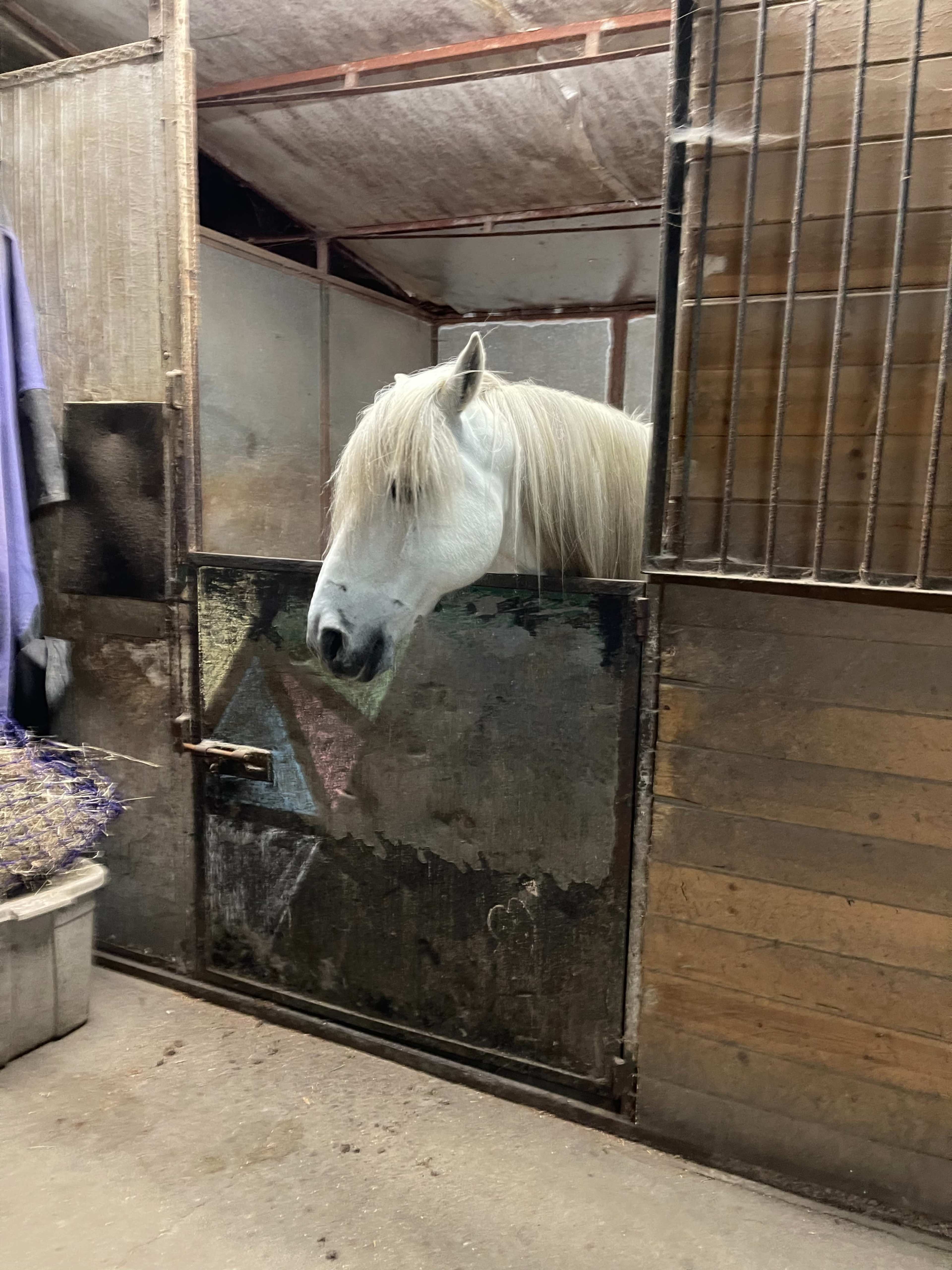 A white horse is peering out from inside a stable stall with a weathered wooden door.