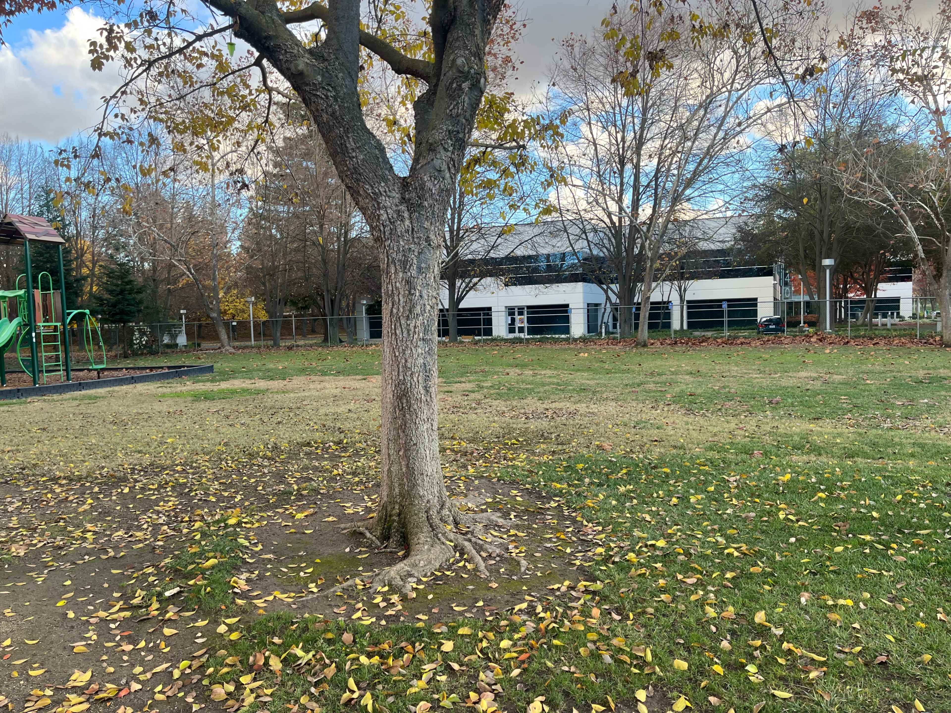 A playground with a green structure is visible beside a grassy area covered with fallen leaves, with trees and a building in the background.