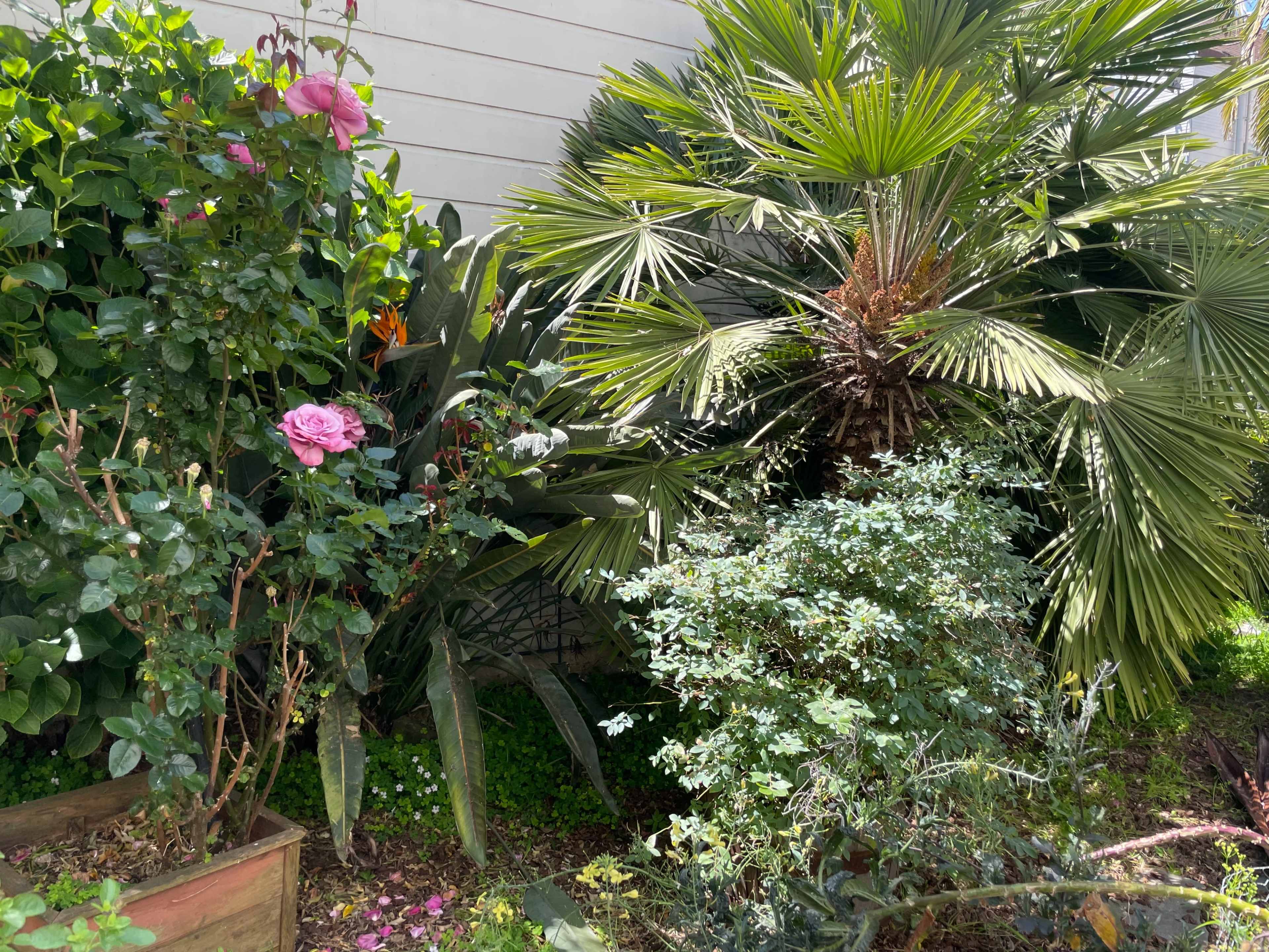 Blossom Oasis: A Lush Backyard Retreat Image in Mission District, San Francisco, CA