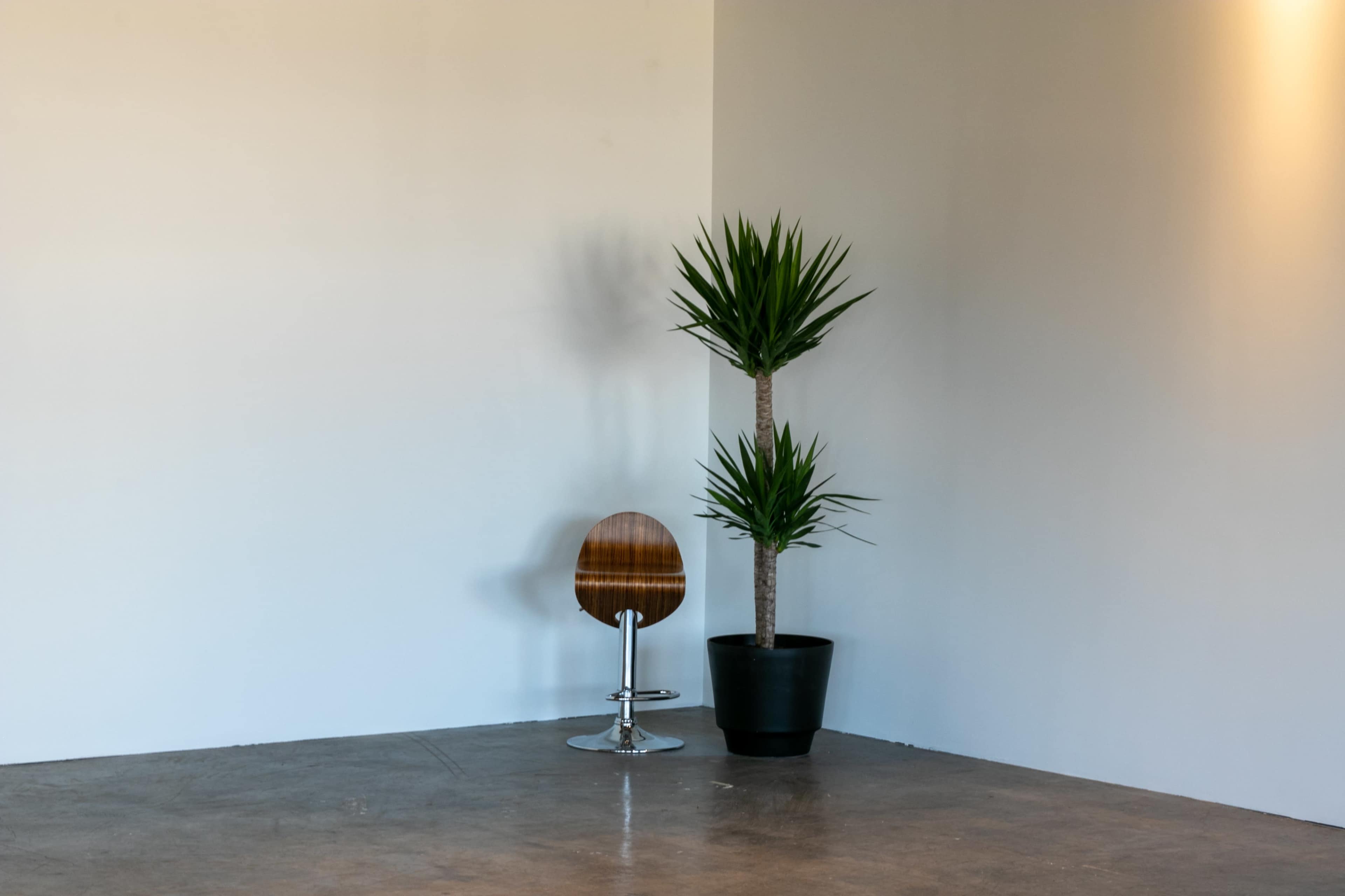 A wooden chair with a chrome base sits beside a tall potted plant in an empty corner of a room with white walls.