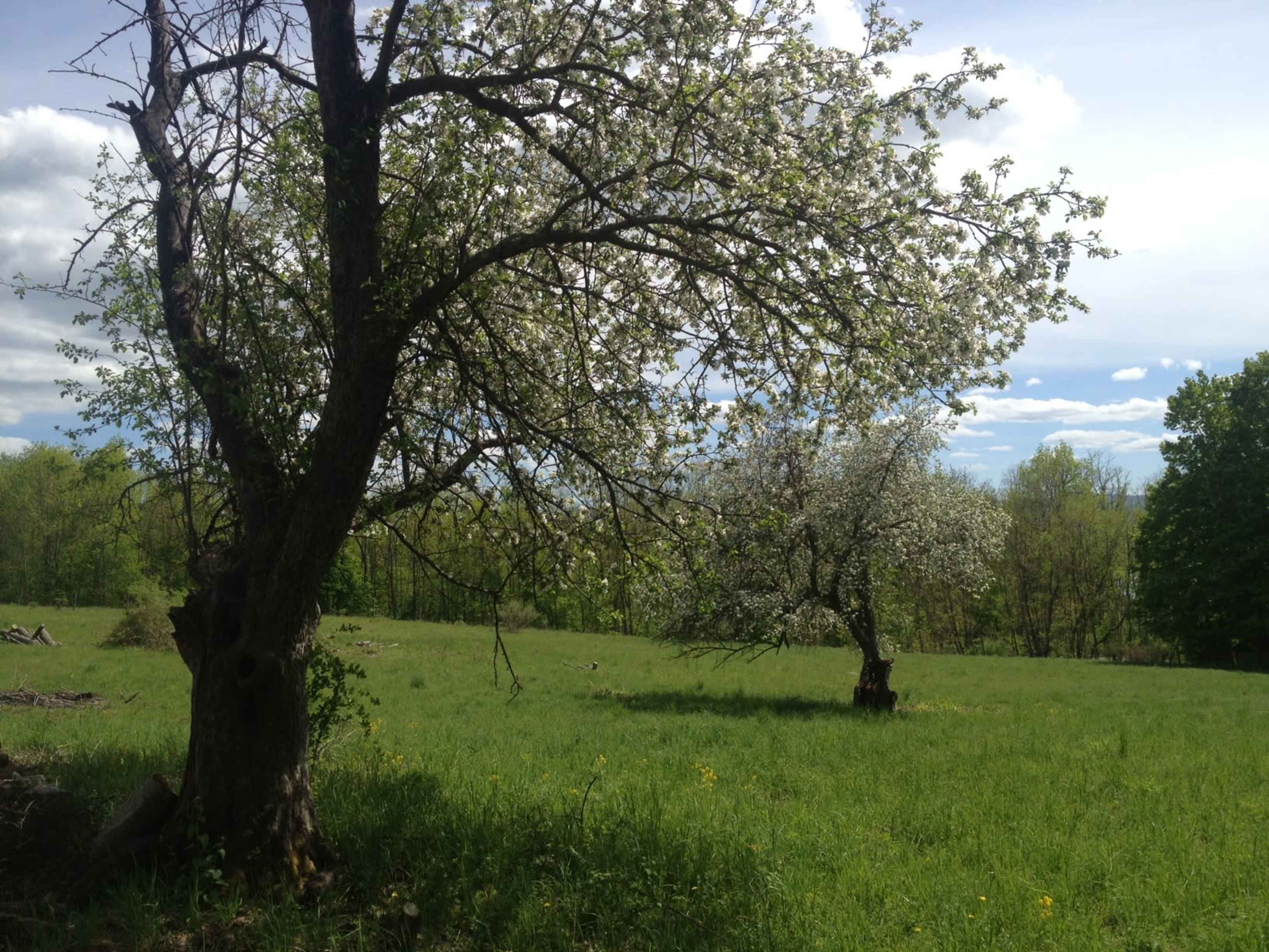 Two flowering trees stand in a grassy field with a cloudy sky in the background.