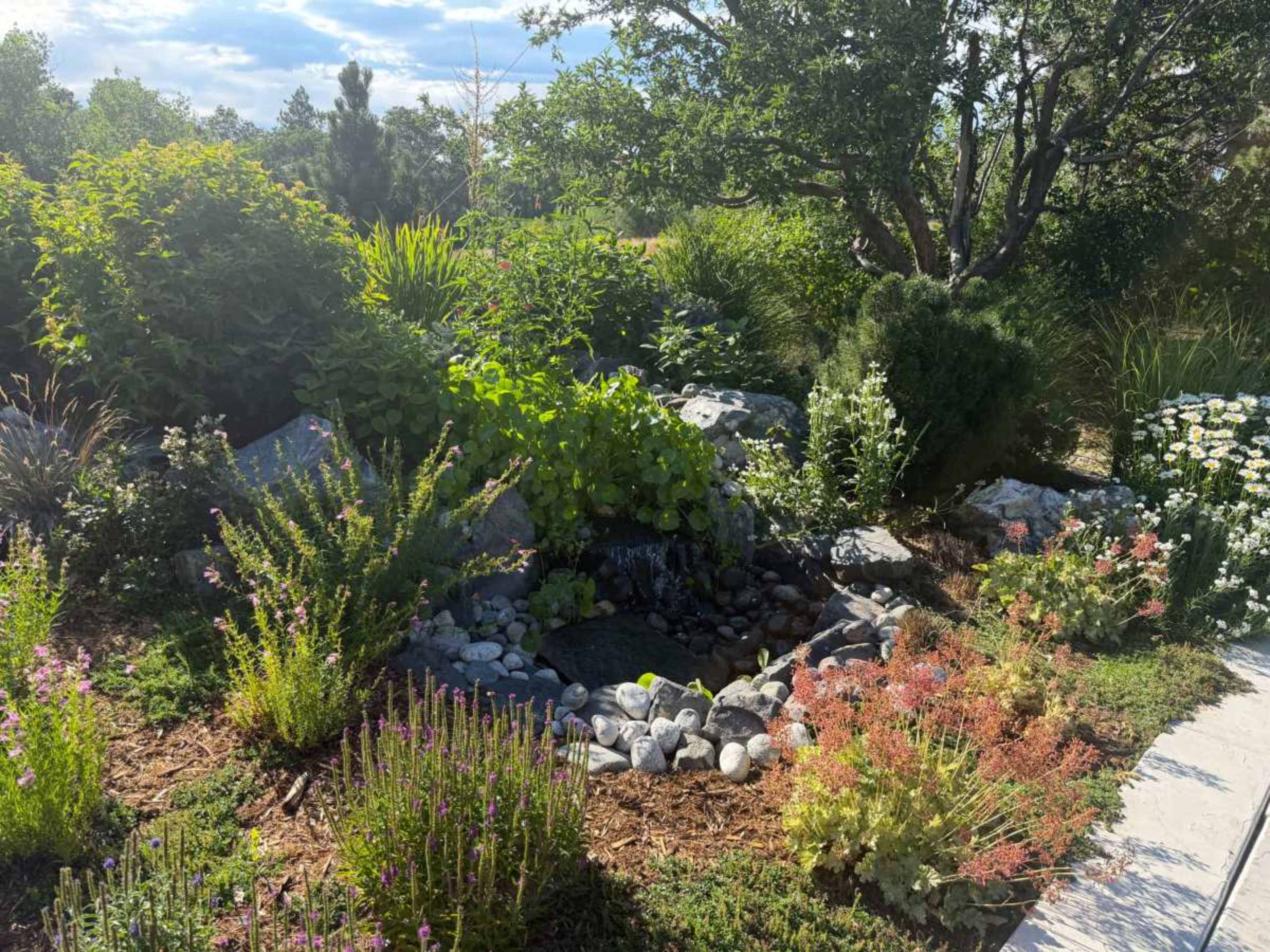 A lush garden features a small rock-lined pond surrounded by various plants and flowers.