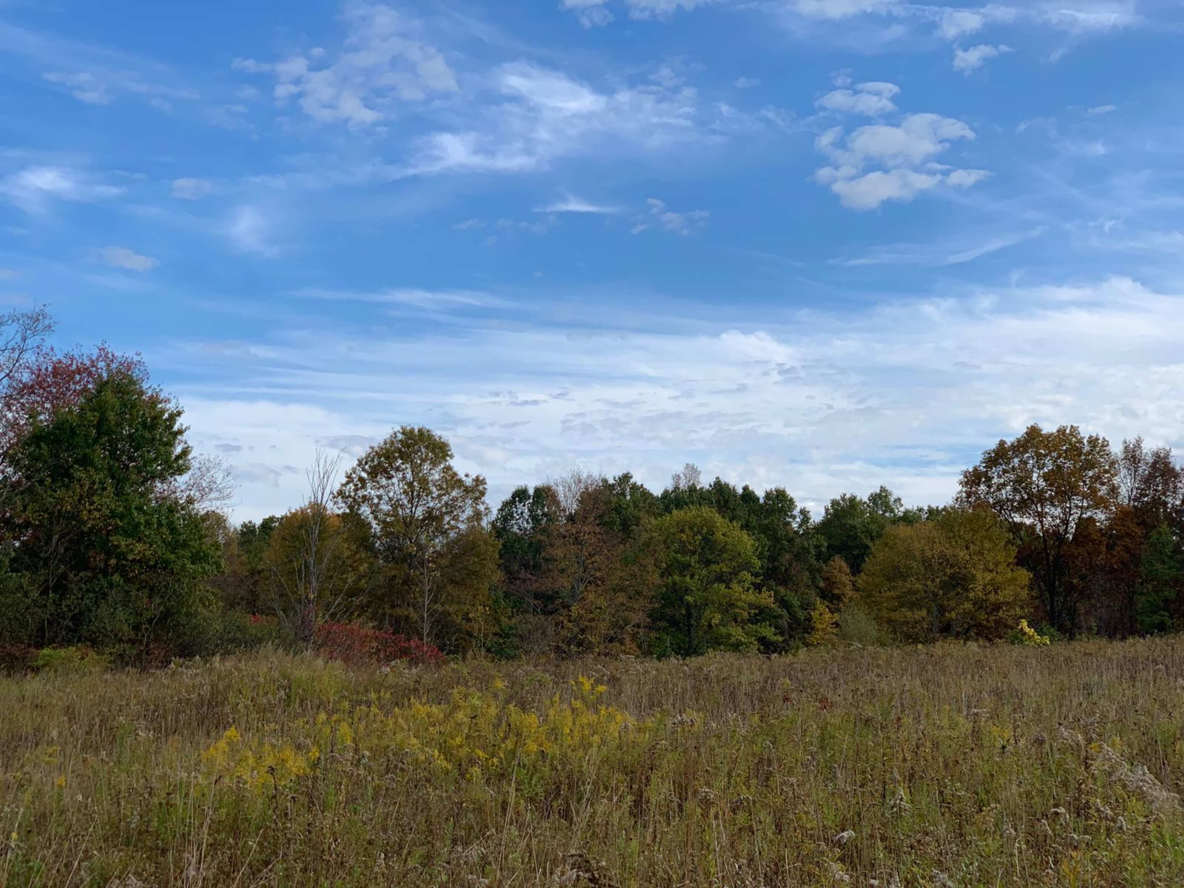 A grassy field bordered by trees displays a mix of green and autumn-colored foliage under a partly cloudy sky.