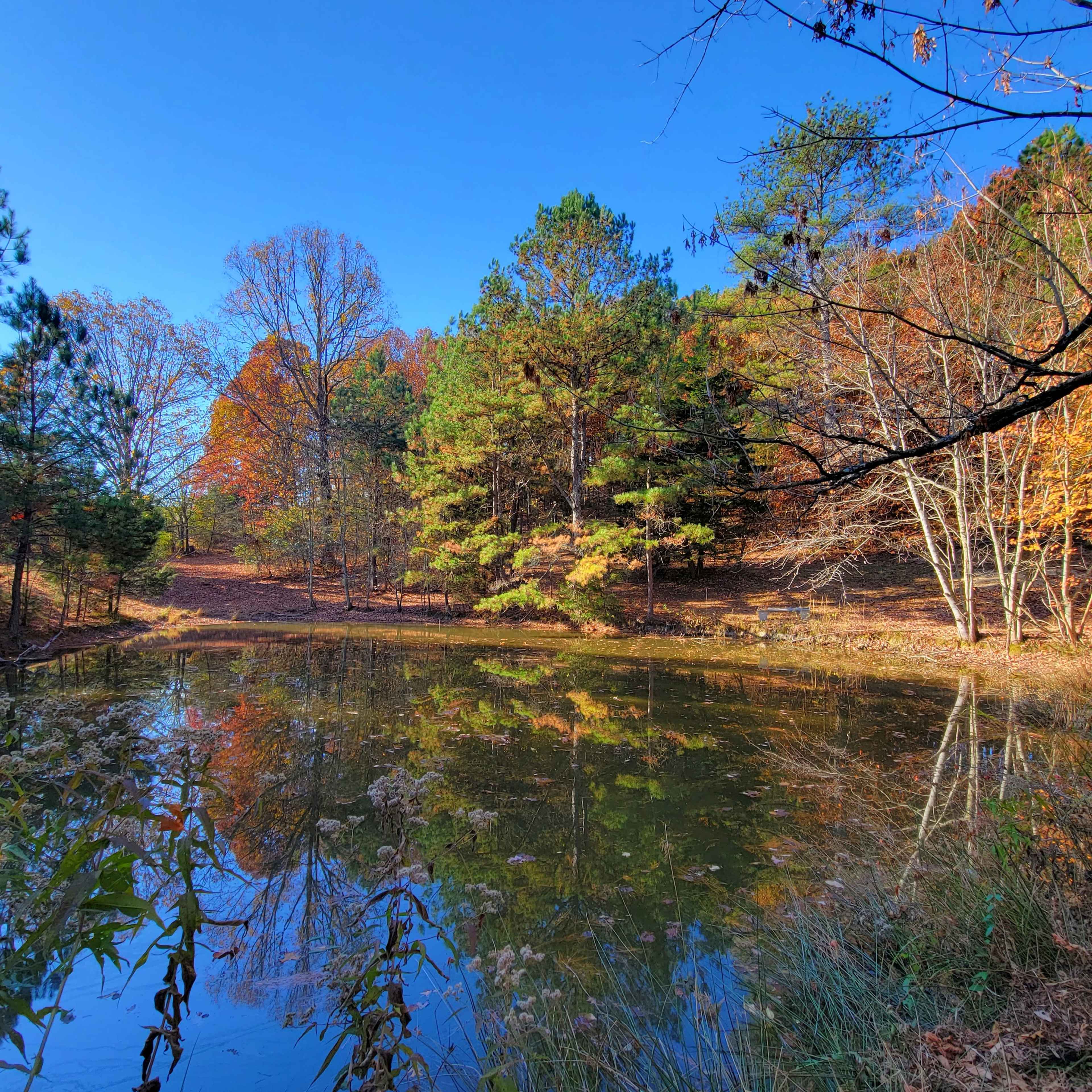 A calm pond reflects the trees and autumn foliage under a clear blue sky.