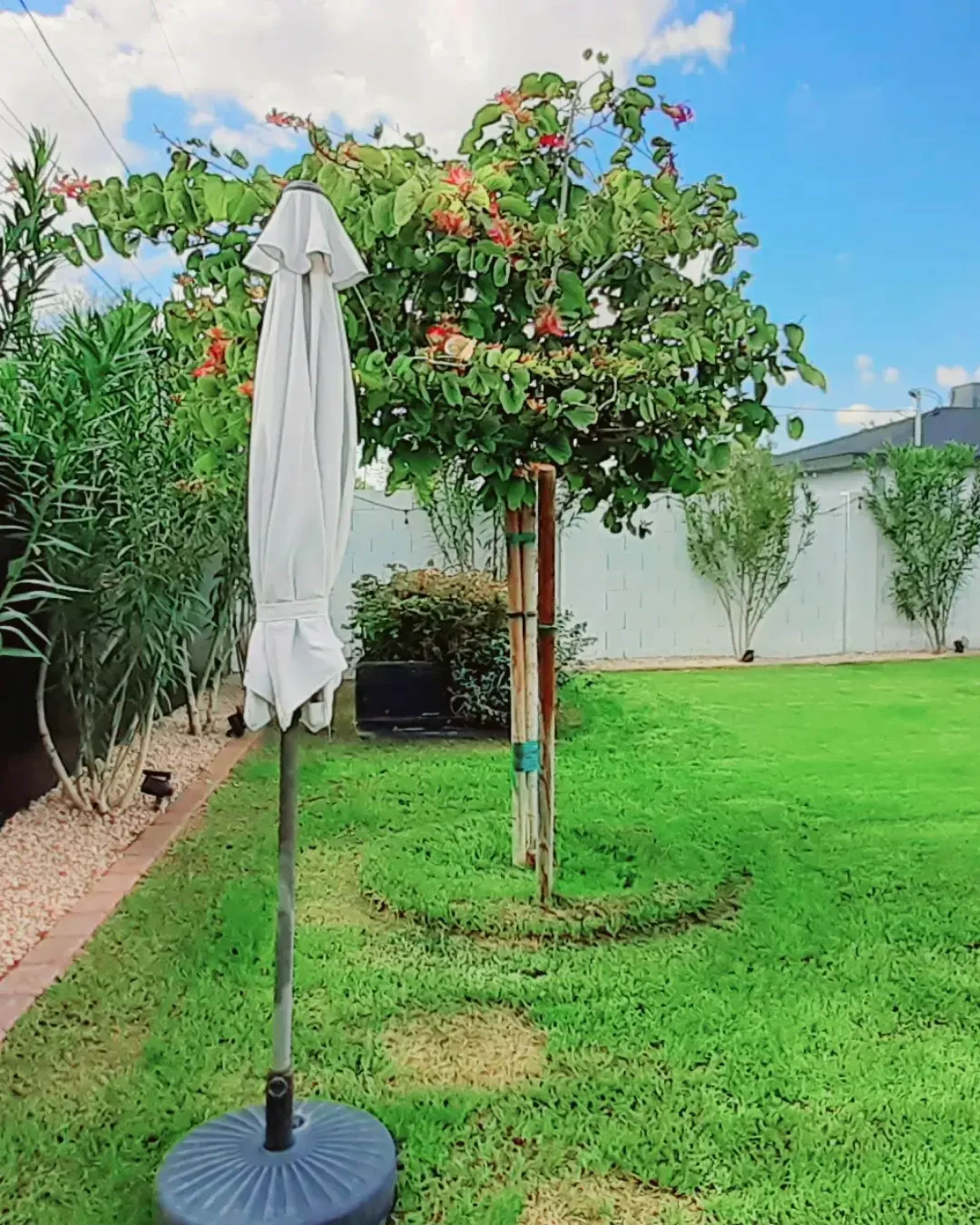 A garden scene features a green lawn, a flowering tree, and a white umbrella stand beside landscaping foliage.
