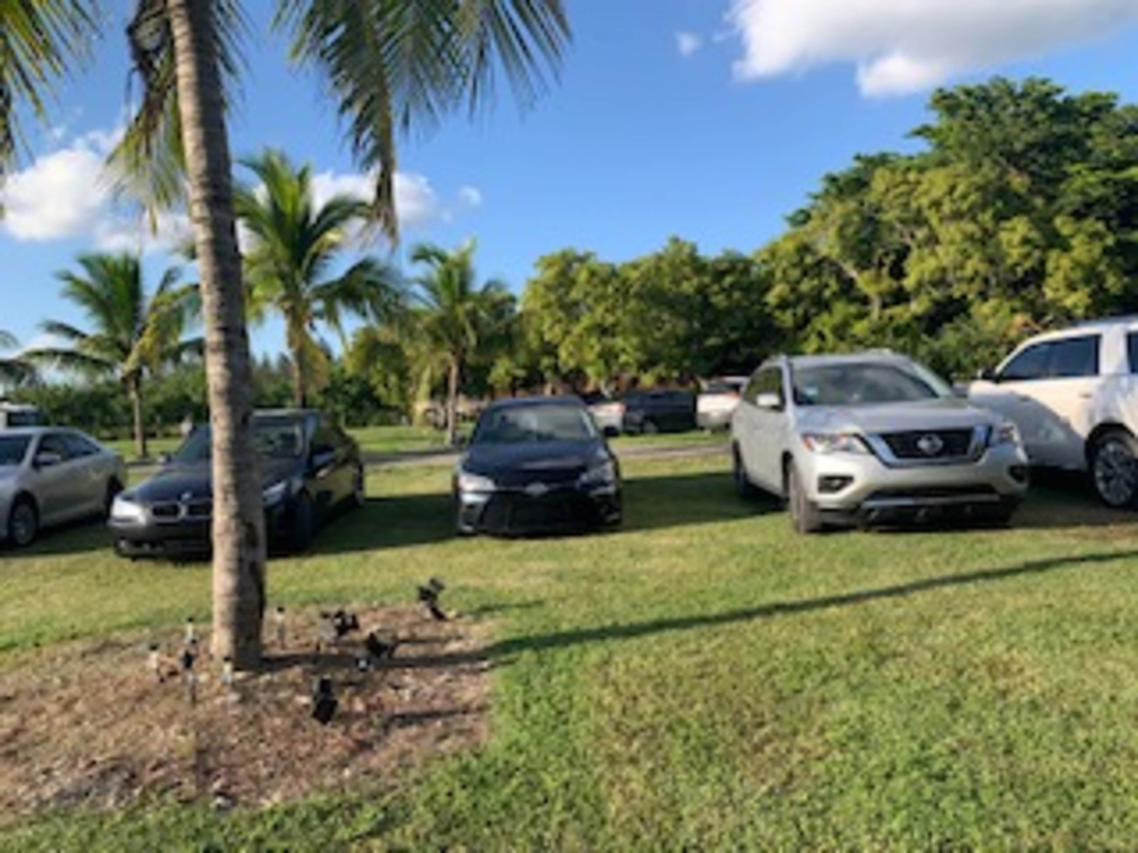 Three parked cars are positioned on a grassy area surrounded by palm trees.