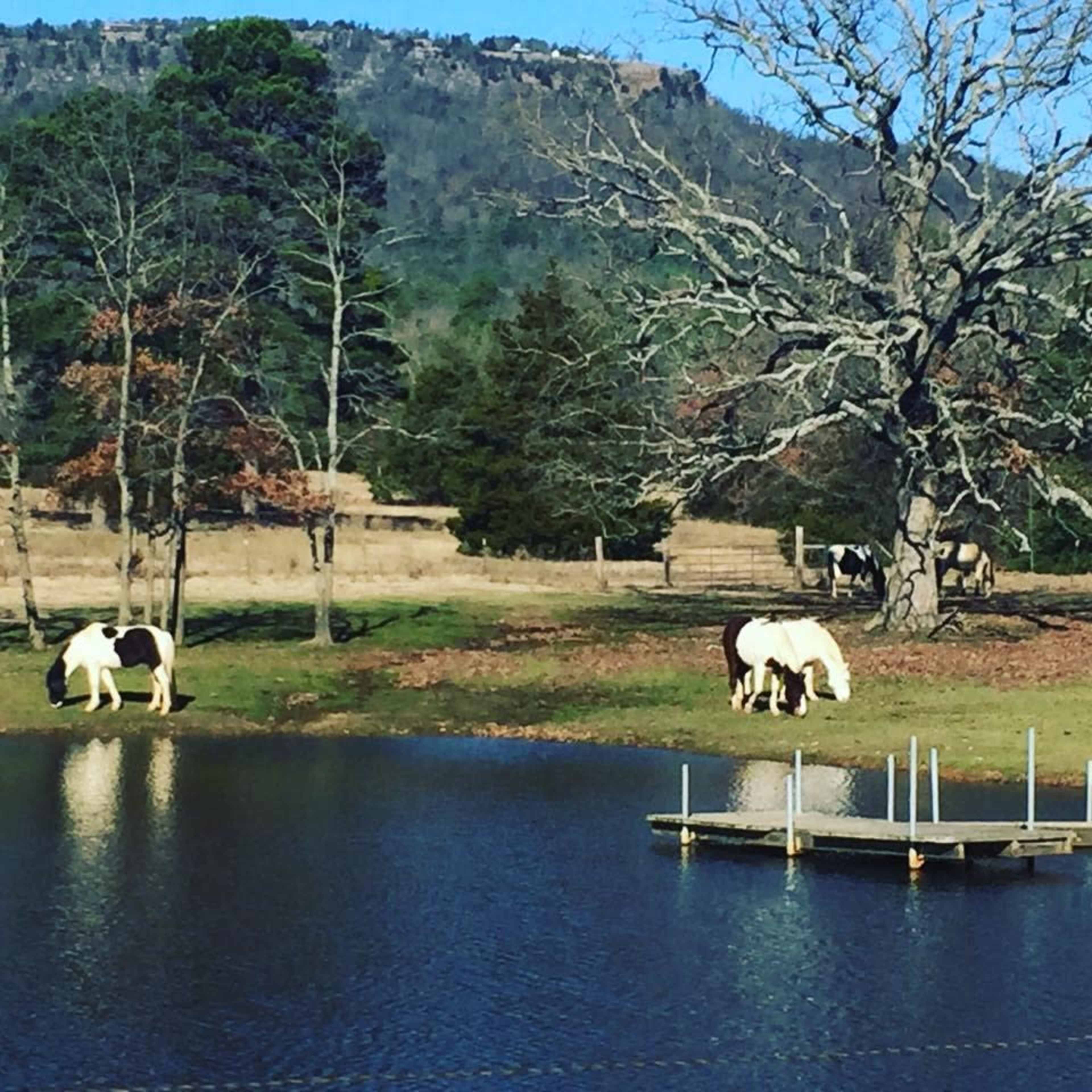 Two horses graze near a pond with a mountainous backdrop and a wooden dock in the foreground.