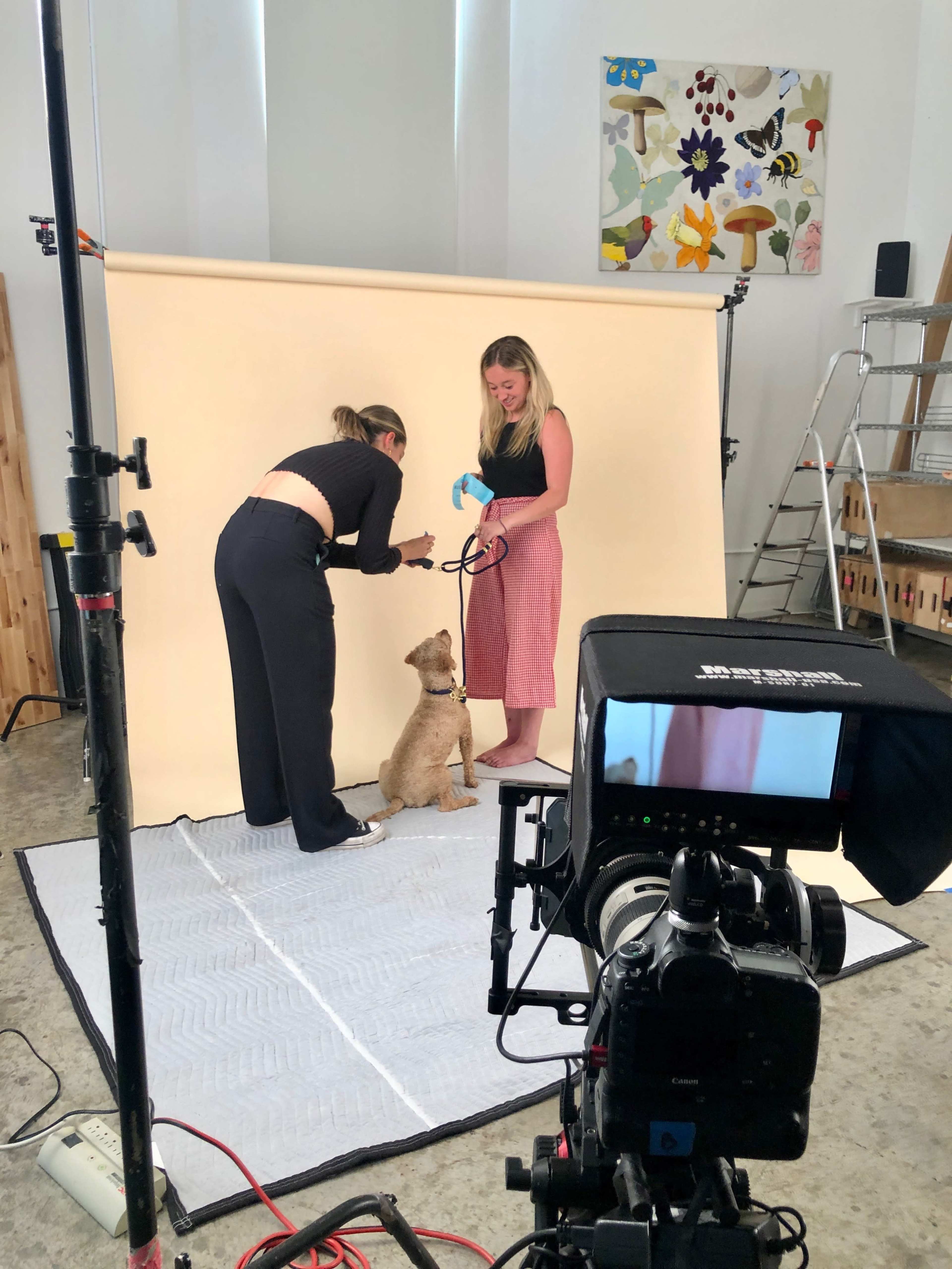 A woman holds a leash attached to a dog while another woman adjusts the dog's position in a studio setting with a neutral backdrop and a camera setup.