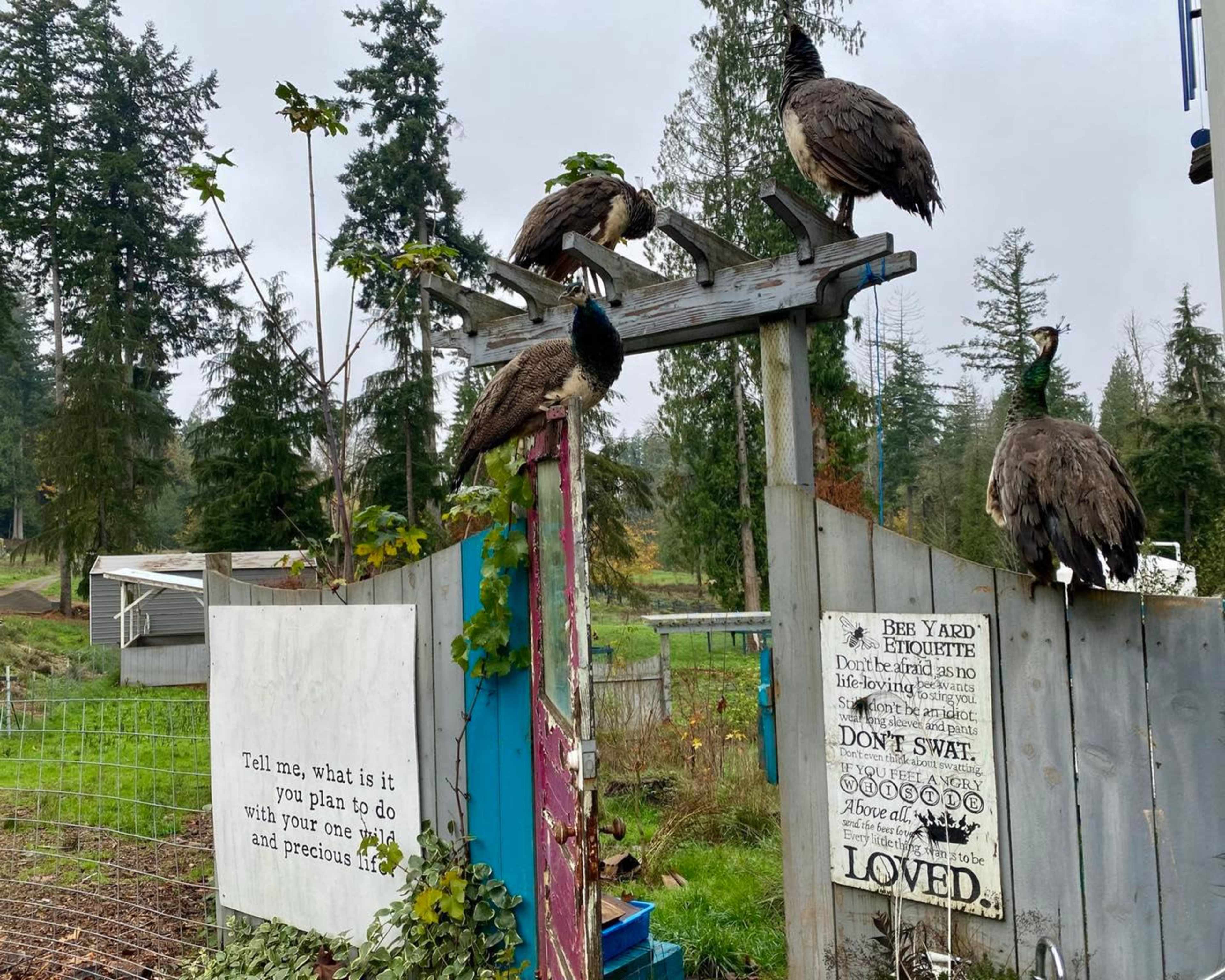 Peacocks are perched on a wooden gate adorned with a sign and surrounded by trees and a garden.