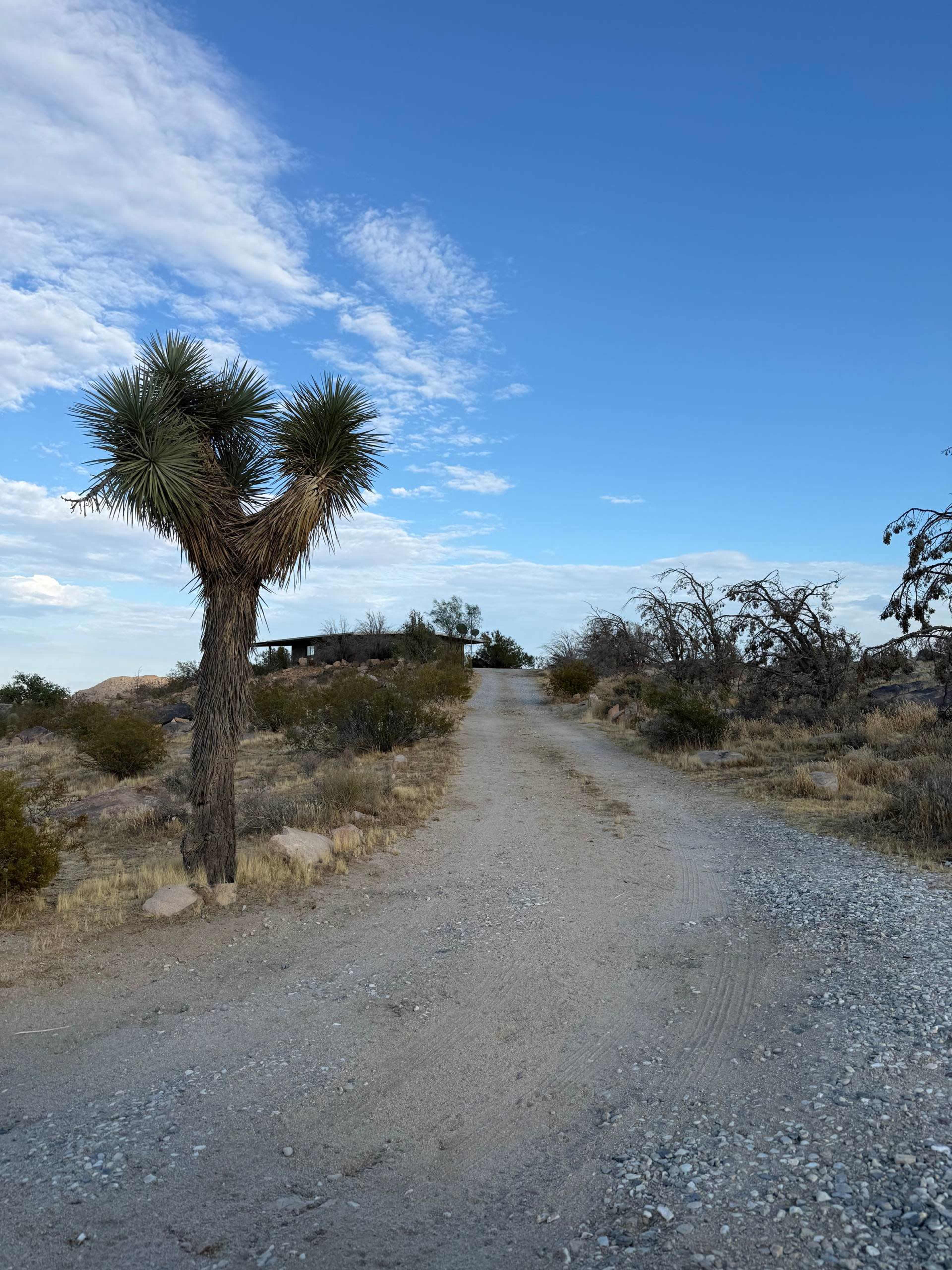 A gravel road winds through a desert landscape with a large Yucca tree on one side and a distant structure visible in the background.