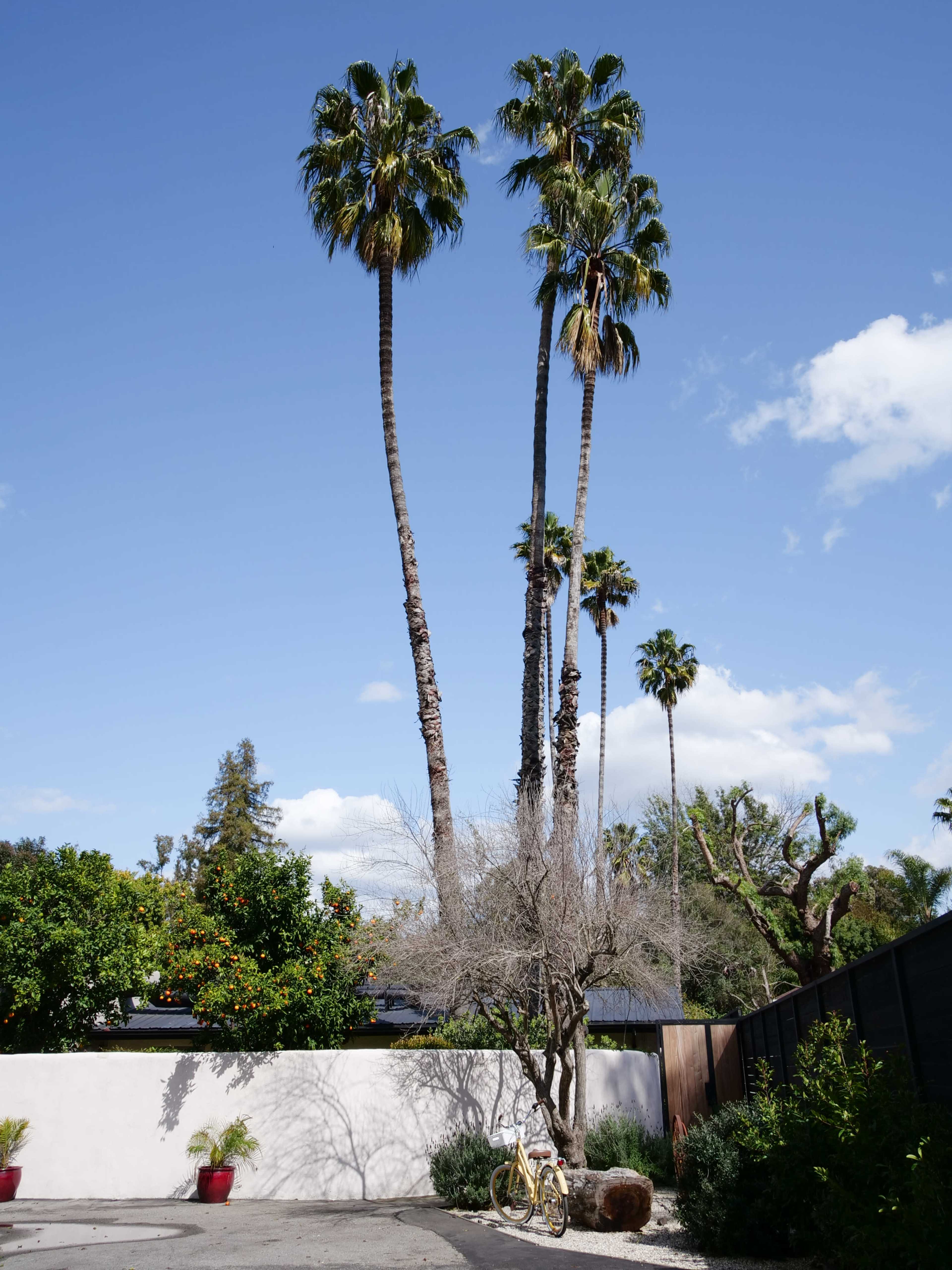 Tall palm trees against a clear blue sky, with a barren tree and a yellow bicycle near a white wall in a landscaped outdoor area.