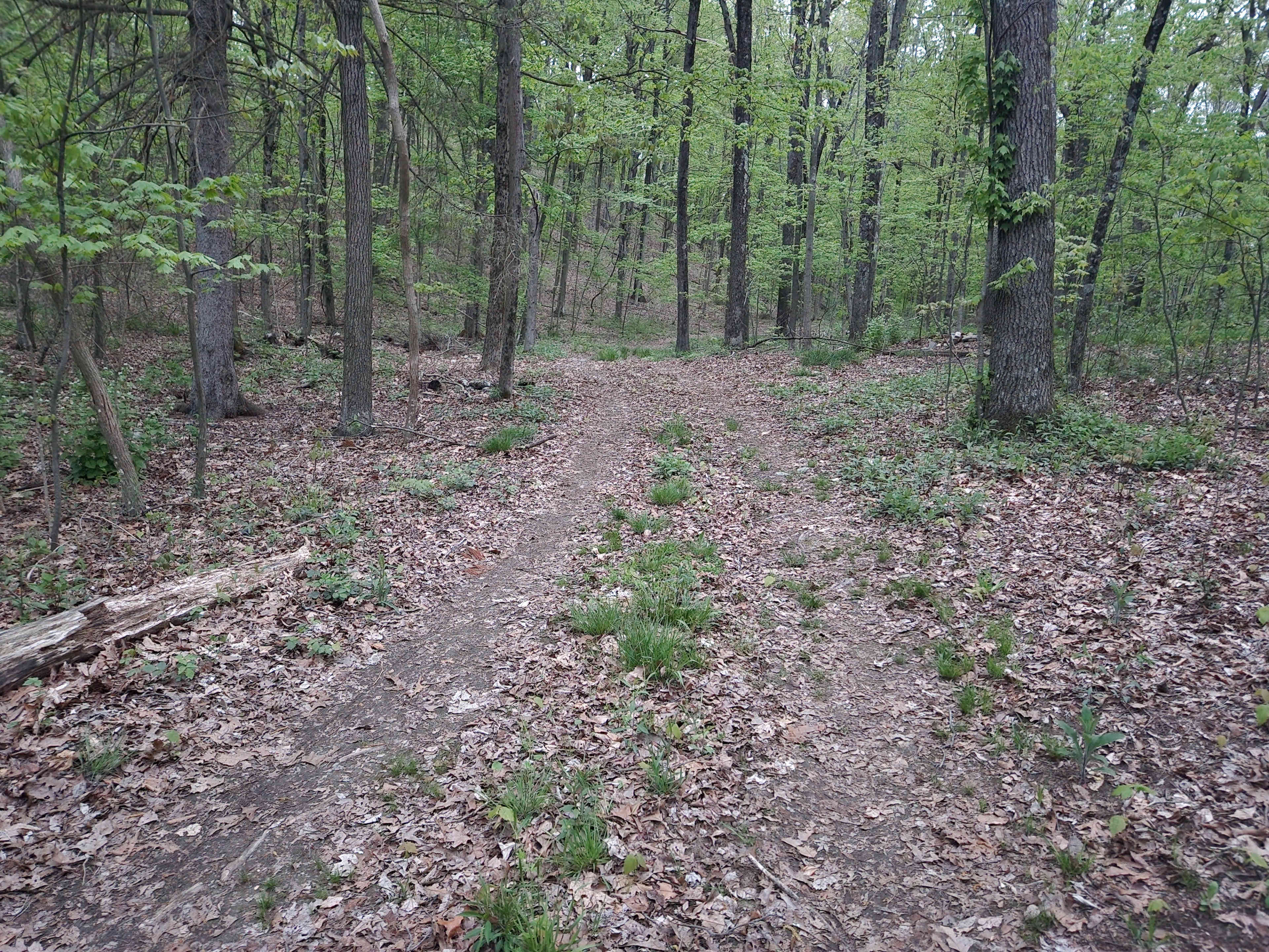 A narrow dirt path winds through a wooded area filled with green foliage and fallen leaves.