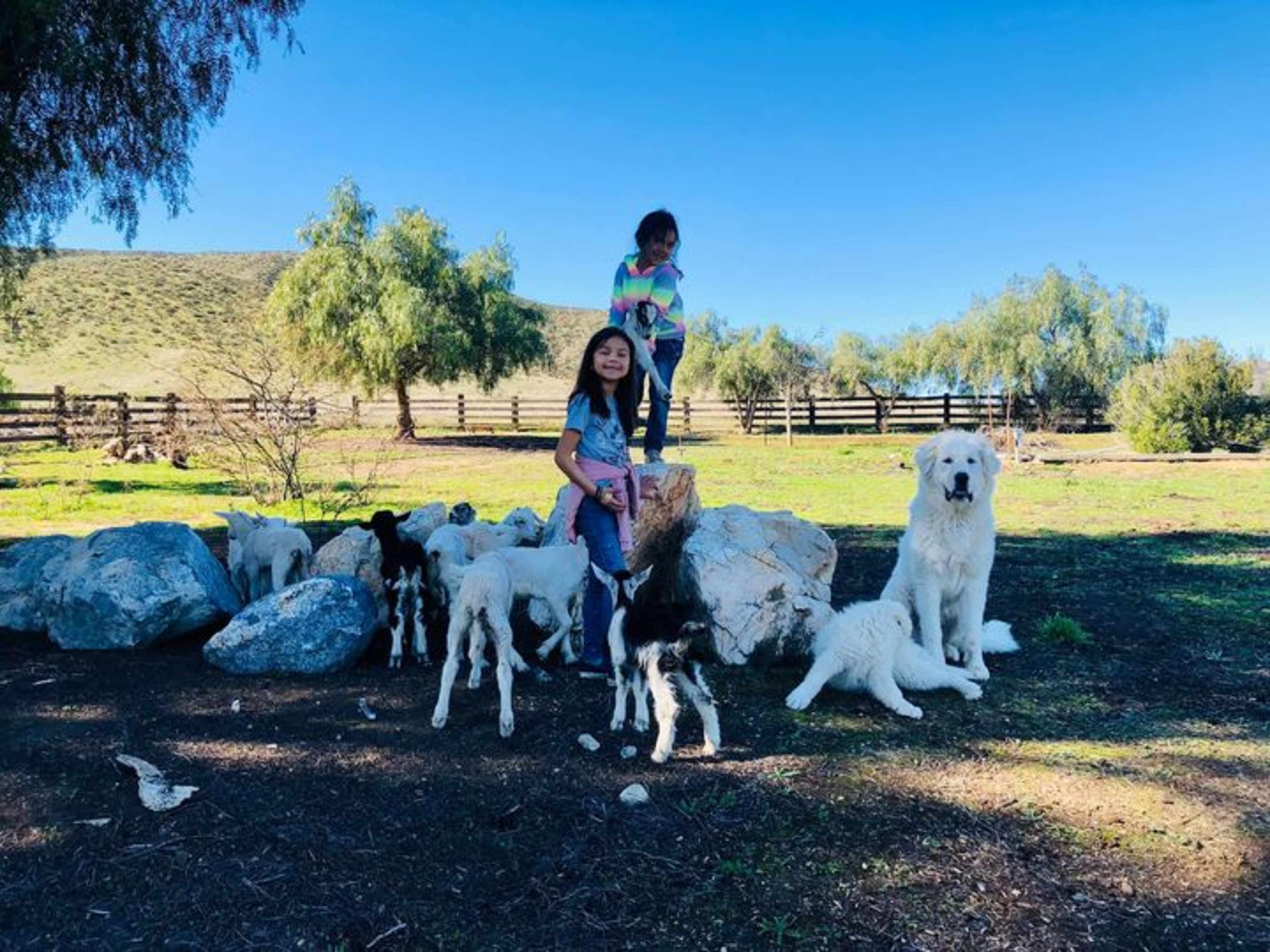 Two children stand on a rock surrounded by a group of goats and a large white dog in a grassy field.
